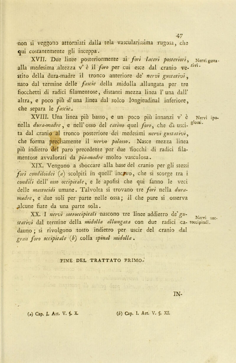 non si veggono attorniati .dalla tela vascularissima rugosa, che qui costantemente gli inceppa. XVII. Due 'linee posteriormente ai fori laceri posteriori, Nervi gusta* alla medesima ..altezza v’ è il foro per cui esce dal cranio ve-'£m* stito della dura-madre il tronco anteriore de’ nervi gustativi, nato dal termine delle fasci e della midolla allungata per tre fiocchetti di radici filamentose, distanti mezza linea 1’una dall’ altra, e poco piu .d’una linea dal solco longitudini inferiore, che separa le fascie„ XVIII. Una linea più basso, e un poco più innanzi v’ è Nervi ìpo- nella dura-madre, e nell’osso del catino quel foro, che da usci- ta dal cranio al tronco posteriore dei medesimi -nervi gustativi, che forma precisamente il nervo polosso. Nasce mezza linea più indietro del paro precedente per due fiocchi di radici fila- mentose avvalorati da pia-madre molto vasculosa. XIX. Vengono a sboccare alla base del cranio per gli stessi fori condiloidei (V) -scolpiti in quell’ incavo, che si scorge tra i condili dell’ osso occipitale, e le apofisi che qui fanno le veci delle mastoeidi umane. Talvolta si trovano tre fori nella dura- madre ^ e due soli per parte nelle ossa; il che pure si osserva alcune fiate da una parte sola. XX. I nervi sottoccipitali nascono tre linee addietro dz pu- „ . 1 Nervi sot- stativi dal termine della midolla allungata con due radici ca- toccipitalù datino ; si rivolgono tosto indietro per uscir dei cranio dal gran foro occipitale (f) colla spinai midolla . r « » , PINE DEL TRATTATO PRIMO*' IN-