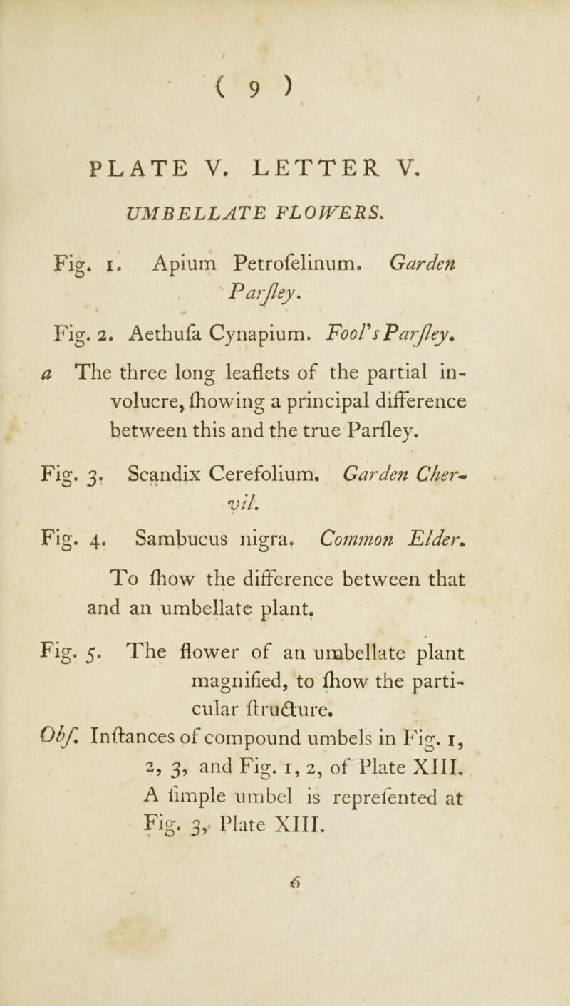 ( 9 ) I PLATE V. LETTER V. UMBELLATE FLOWERS. Fig. I. Apium Petrofellnum. Garden Parjley. Fig. 2. Aethufa Cynapium. FooPsParfey. a The three long leaflets of the partial in- volucre, Ihowing a principal difference between this and the true Parfley. Fig. 3. Scandix Cerefolium. Garden Cher^ vih Fig. 4. Sambucus nigra. Common Elder. To fliow the difference between that and an umbellate plant. Fig. 5. The flower of an umbellate plant magnified, to fliow the parti- cular flrudfure. Obf. Inftances of compound umbels in Fig. i, 2, 3, and Fig. i, 2, of Plate XIII. A limple umbel is reprefented at - Fig. 3,. Plate XIII. 6