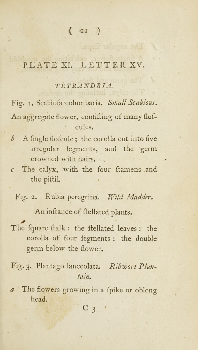 ( 21 ) PLATE XI. LETTER XV. I TETRANDRIA. Fig. I. Scr.biola columbaria. Small Scabious. An aggregate fiower, confilHng of many flof- cules. b A fingle fiofcule ; the corolla cut into five irregular fegments, and the germ crowned with hairs. . c The calyx, 'with the four ftamens .and the piitiL / Fig. 2. Rubia peregrina. Wild Madder. \ An infiaiice of ftellated plants. The fquare ftalk : the ftellated leaves : the corolla of four fegments : the double germ below the flower. Fig. 3. Plantago lanceolata. Ribwort Plan- tain. a The flowers growing in a fpike or oblong head. C3