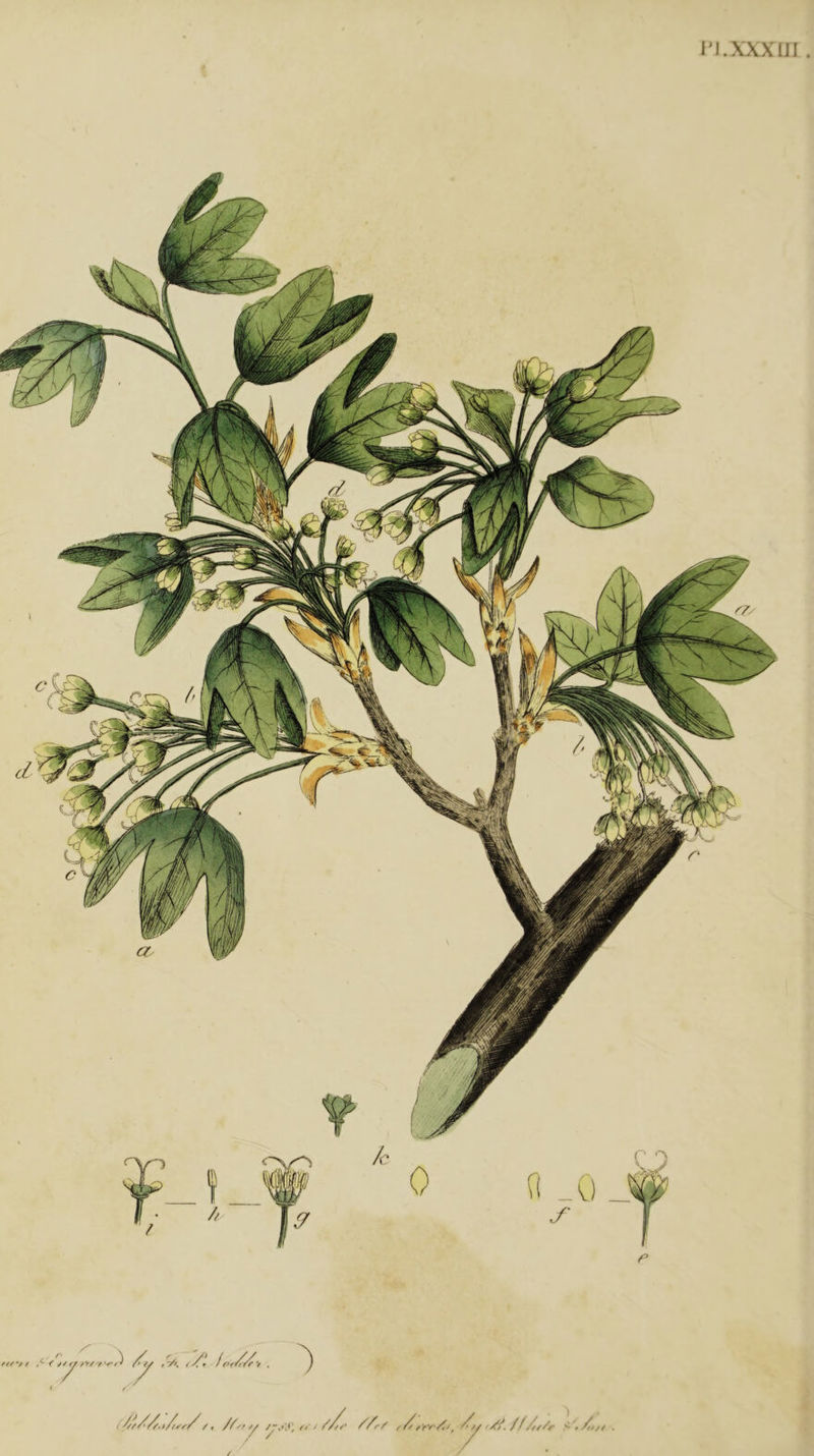 n.xxxiji t /, //rZ ^//f^. //Ar/^ S .