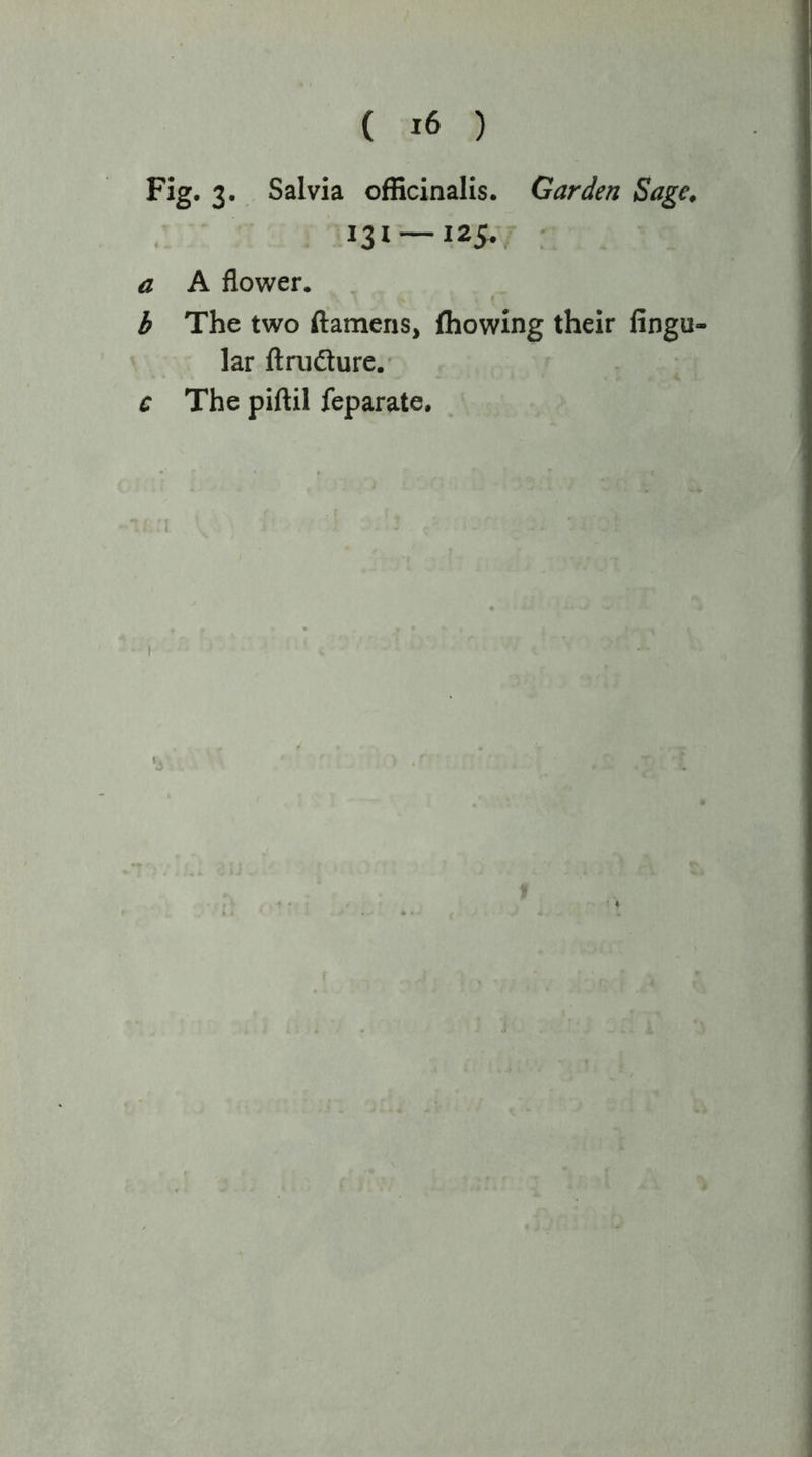 Fig. 3. Salvia officinalis. Garden Sage. 131 — 125. ,- - a A flower. b The two ftamens, ffiowing their lingu- lar ftnidlure.- c The piftil feparate. I