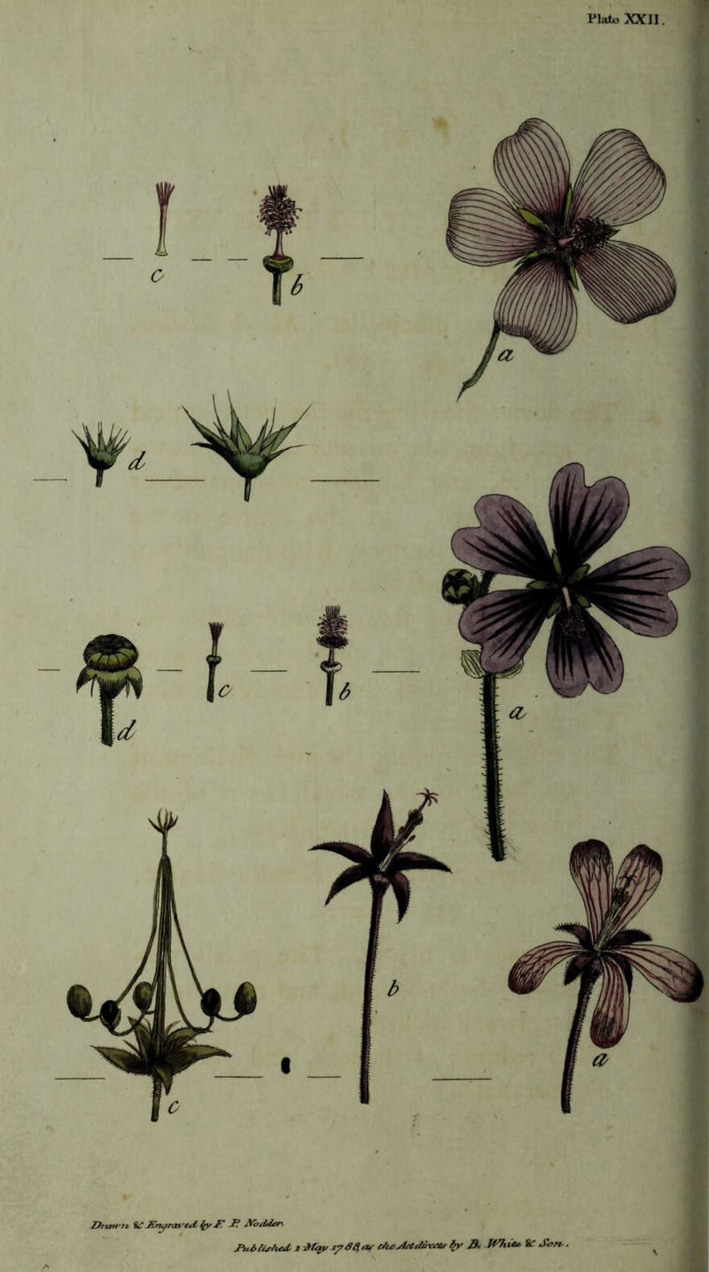 Plate XXII. Dimi’7i Sn^rat'e^l ^ -P yodder. Ptcdlij-Zied 1 -M<^ J^se^iw rdie^.d£tdu\u»f fy B. White. %C Son-. Z’