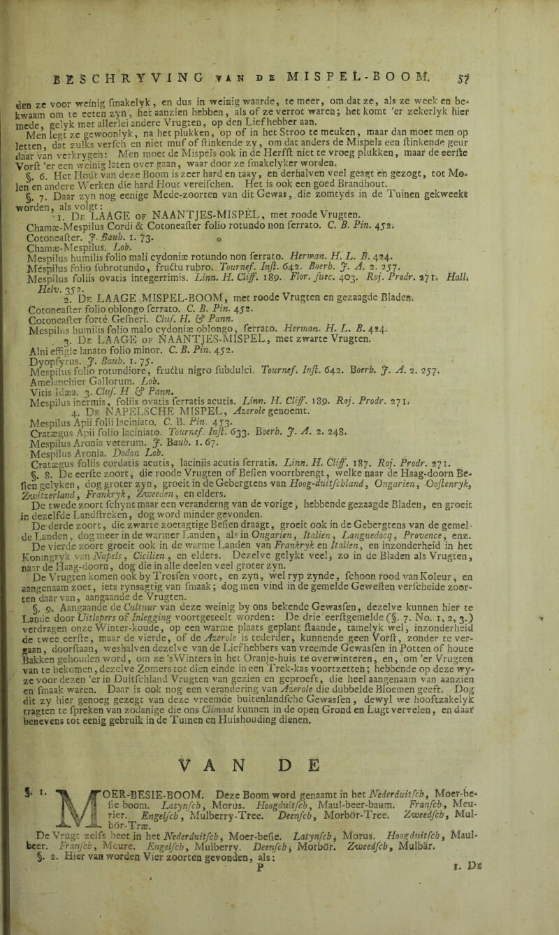 den ze voor weinig fmakelyk, en dus in weinig waarde, te meer, om dat ze, als ze week en be- kwaam om te eeten zyn , het aanzien hebben, als of ze verrot waren; het komt ’er zekevlyk hier mede, gelyk met allerlei andere Vrugten, op den Liefhebber aan. Men les?t ze gewoonlyk, na het plukken, op of in het Stroo te meuken, maar dan moet men op letten dat zulks verfch en niet muf of Hinkende zy, om dat anders de Mispels een Hinkende geur daar van verkrvgeh: Men moet de Mispels ook in de Herfft niet te vroeg plukken, maar de eerfte Vorft ’er een wVinig laten over gaan, waar door ze fmakelyker worden. s 6. Het Hoü't van deze Boom is zeer hard en taay, enderhalven veel geagt e'n gezogt, tot Mo- len'en andere Werken die hard Hout vereifchen. Het is ook een goed Brandhout. §. 7. Daar zyn nog eenige Mede-zoorten van dit Gewas, die zomtyds in de Tuinen gekweekt worden, als volgt: 1. De LAAGE of NAANTJES-MISPEL, met roode Vrugten. Chamee-Mespilus Cordi & Cotoneafler folio rotundo non ferrato. C. B. Pin. 452. Cotoneafler. j. Bauh. 1. 73. o Charme-Mespilus. Lob. Mespilus humilis folio mali cydonise rotundo non ferrato. Herman. H. L. B. 424. Méspilus folio fubrotundo, frudlu rubro. Tournef. Infi. 642. Boerb. J. A. 2. 257. Mespilus foliis ovatis integerrimis. Linn. H. Cliff. 189- Flor. fitec. 403. Roj. Prodr. 271. HalU Helv. 352. 2. De LAAGE MISPEL-BOOM, met roode Vrugten en gezaagde Bladen. Cotoneafler folio oblongo ferrato. C. B. Pin. 452. Cotoneafler forté Gefneri. Clnf. PI. & Pann. Mespilus humilis folio malo cydonite oblongo, ferrato. Herman. H. L. B. 424. 3, De LAAGE of NAANTJES-MISPEL, met zwarte Vrugten. Alni efFxgic lanato folio minor. C. B. Pin. 452. Dvopfyrus. J. Banb. 1. 75. Mespilus folio rotundiore, fruftu nigro fubdulci. Tournef. Infi. 64.2. Boerb. $. A. 2. 257. Amelanchier Gal lorum, Lob. Vitis Idtea. 3. Cluf. H cjf Pann. Mespilus inermis, foliis ovatis ferratis acutis. Linn. II. Cliff. i89- Roj. Prodr. 271» 4. De NAPELSCHE MISPEL, Azerole genoemt. Mespilus Apii folii laciniato. C. B. Pin. 453. Crattegus Apii folio laciniato. Tournef. Infi. 633. Boerb. J. A. 2. 248. Mespilus Aronia veterum. J. Bauh. 1.67. Mespilus Aronia. Dodon Lob. Crataegus foliis cordatis acutis, laciniis acutis ferratis. Linn. H. Cliff. 187. Roj. Prodr. 271. §. 8. De eerfle zoort, die roode Vrugten of Befien voortbrengt, welke naar de Haag-doorn Be- llen gclyken, dog groter zyn, groeit in deGebergtens van Hoog-duitfchUmd, Ongarien, Oojlenryk, Zvoiuerland, Frankryk, Zvoeeden, en elders. De twede zoort fchynt maar een veranderng van de vorige, hebbende gezaagde Bladen, en groeit in dezelfde Landflrcken, dog word minder gevonden. De derde zoort, die zwarte zoetagtigeBefien draagt, groeit ook in de Gebergtens van de gemeL de Landen, dog meer in de warmer Landen, akiu Ongarien, Italien, Languedocq, Provence, enz. De vierde zoort groeit ook in de warme Landen van Frankryk en Italien, en inzonderheid in het Koningryk van Napels, Cicilien , en elders. Dezelve gelykt veel, zo in de Bladen als Vrugten, naar de Haag-doorn, dog die in alle deelen veel groter zyn. De Vrugten komen ook byTrosfen voort, en zyn, welrypzynde, fchoon rood vanKoleur, en aangenaam zoet, iets rynsagtig van fmaak; dog men vind in de gemelde Geweflen verfcheide zoor- ten'daar van, aangaande de Vrugten. §. 9. Aangaande de Cultuur van deze weinig by ons bekende Gewasfen, dezelve kunnen hier te Lande door 'Uitlopers of Inlegging voortgeteek worden: De drie eerftgemelde (§. 7. No. 1, 2, 3.) verdragen onze Winter-koude, op een warme plaats geplant ftaande, tamelyk wel', inzonderheid de twee eerfle, maar de vierde, of de Azerole is tederder, kunnende geen Vorft, zonder te ver- gaan, doorftaan, weshalven dezelve van de Liefhebbers van vreemde Gewasfen in ^Potten of houte Bakken gehouden word, om ze ’sWinters in het Oranje-huis te overwinteren, en, om ’er Vrugten van te bekomen, dezelve Zomers tot dien einde in een Trek-kas voortzetteh; hebbende op deze vry- ze voor dezen’er in Duitfchland Vrugten van gezien en geproeft, die heel aangenaam van aanzien en fmaak waren. Daar is ook nog een verandering van Azerole die dubbelde Bloemen geeft. Dog dit zy hier genoeg gezegt van deze vreemde buitenlandfche Gewasfen, dewyl we hooftzakelyk n-agten te fprckenVan zodanige die ons Climaat^kunnen in de open Grond en Lugt vervelen, en daar benevens tot eenig gebruik in de Tuinen en Huishouding dienen. VAN DE $. 1. OER-BESIE-BOOM. Deze Boom word genaamt in het Neder iuitfch, Mocr-be» fie boom. Latynfcb, Morus. Hoogduitfcb, Maul-beer-baum. Franfcb, Meu- rier. Engeljch, 'Mulberry-Tree. Deenfcb, Morbör-Tree, Z-weedfcb, Mul- bör-Trte. DeVrug: zelfs beet in het Nederduitfcb, Moer-befie. Latynfcb $ Morus. Iloogduitfcb, Maul- bcer. Franfcb, Mcure. Engelfch, Mulberry. Deenfcb, Morbör. Zweedfcb, Mulbar. §. 2. Hier van worden Vier zoorten gevonden, als: P \ 1. Ds