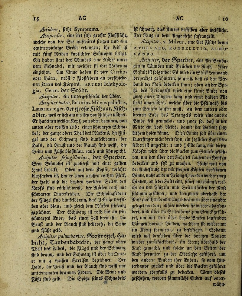 *5 Accldem, pe^e Symptoma. Accipenfer, eine 2Irt fe^tr groger Welche üon t)«r ©fc aufwärts (Idgen uub eine tenfnerwlcf)tige ©rege erlangen; i^r Sei6 if! mit fünf Ketgen fnoticl)fer @d)uppen Defegt ©ie Raiten flatt beö 9}?unte^ eine SiD'gre unter bem ©d)na6cl, mit weld)er fie i^re S^agrung «injie^en. 2(ra ^inne gaben ftt hier Cirrhos cber !5arte, nebft 7 glegfebern an S'erfdjiebfa iicn Orten be^ i^orper^. artedi Ichthyolo- ^ia, Germ. t)er ©tog>l% Accipiter^ ein Unfcrgefcglecgt becSlbler. Accipiter huteo^ Butorius,Miivus paluflris, Lanarius niger, Öec tJl'Ogc Sifc^ttar, ßölci/ weil er ft'd) am mcijicn oon^ifd^en nagref. gateinentPeigen jlepf, »on oben braunen, bon unten aber meigen Seib; einen fcgmarjen©cgna» gef; ber ganje obere lgeilbe53Ju(fenö, bieglü^ gel unb ber ©egttjanj Rnb bunfelbraun, ber S^alß, bie S5rug unb ber 35att(^ gnb weig, bie ^eine unb guge blagblau, raug unb feguppiegt. Accipiter fringillarius ^ tcv &pcvbev* ©ein ©cgnabel ig juoberg mit einer gelben ^aut bebeeft. Oben auf bem ^opfe, welcger blepfarben iß, gat er einen grogen rotgen glecf, ber unb bie bepben borbern Seiten beö Äopfö gnb rotglid)tt)eig, ber 3lo(fen rotg'mit fd)msrj;en Oueergridjem 2)ie ©egwingfebern bet ftttb bunfelbraun, ba^ Uebrige berfel* feen aber blau, unb gleidj bem Blucfen fd)Warj gejeiegnet .t)er ©egmanj ig rotg bi^ an fein fc^arje^ Snbe, baiJ einen ^reit ig; bie S5rug unb ber S3aucg gnb geürotg, bie 53e{ne «nb guge gelb. Accipiter patumbariiis, Zaubmbitbidytf ber ganje obere ?:geil be^ 2eibe^, bie ©d)n>anj finb braun, unb ber©cgtvanj ig über bieOuee* re mit 4 meigen ©treifen feejeiegnet. S^er S^alß, bie93rug unb ber ^aueg gnb meig mit untermengten braunen 5d>ern. 5>te Seine unb guge gnb gelb. 2^ie ©pi§e feinet ©d;nabeti? ■ tg fegwarj, ba^ Untere begelfeen afeer ttjeigli^t. ©er Sving in bem Iluge gegt fafrangelb. Accipiter, v. Milvus, eine Slrt gifd)e bepm ATHENAEO, RONDELETIO, ALDRO* V'A N D O. Accipiter, t)ec ©perber, eine SlrtSanba* gen in SJunben unb Srudjen ber S^afe. 3grc ©cgalfigfolgenbet wirb cinStuefSeintvanb brepeefigt gefd^niften, fo grog, bag e^ ben Ser« feanb bet Safe beberfen fann; oben an ber ©pi« ge bei^ ^riangel^ wirb eine flcine Sinbe »on jmep gueer ^-ingern lang unb'einer galben €Öe breit angcna'get, meld)e über bie ^feilnatg feig jum ©eniife laufen mug, an bem untern ober breiten 0tbe beö Xriangel^ wirb eine anberc Sinbe feg gemad)t, unb jmar fo, bag in ber SOTifte ein 2od> bleibt, bamit ber ipatient frep Slfgem golen fonne. ©iefe Sinbe foll über einen Ouergngerniegtbreiffepn, ein jeglidjerS^ppfber* felben ig ungefagr i unb | €lle lang, mit biefen ivopfen mirb über bieSacfen^umöenicbegefag« ren,um ben über ben©d)eitet laufenben Äopf jtt feebedfen' unb feg ^u ma(^en. Siegt weit bon beraingeftung ber mit jwepen j?dpfen »erfegenen Sinbe, nage an bem !triangel, merben mieber ^mep Sinben, an jeber©eiteeine, fcgtefangegdngt,mel« ege an ben glugeln unb ©eitentgeilen ber 9?afe fd)limm gefugret, unb freu|meifc obergalb bet Safe jmifU)cn‘bepben3lugenbraunen über einanber geleget merben; aggier werben ge wieber abgefon* berf, unb aber bie©eifenbeine |nm@eni<f gefitg« ret, nm mit ben über bepbe Saefen laufenben ©dngen'ueriger Sinben, nad)bem ge tviebernm ein ^reu| formiren, jti befegigen. ©obann wirb mit benfelbcn aber bie hörigen Xouren wieber jururfgefegret, ein Ätcuj ubcrgalb ber Dutfe gemaegf, unb foldje an ben ©eiten bet Safe gerunfer ju ber Oberlefie gefugret, um ben anbern Sinben igre Cmben, fo hom ^in* fergaupt jiirudE unb über bie Sadfen gefugret worben, ebenfattö ju bebeefen. SJenn biefe^ gefd/egeo, werben fdmmtli(ge 0iben auf borer« wdgn«'