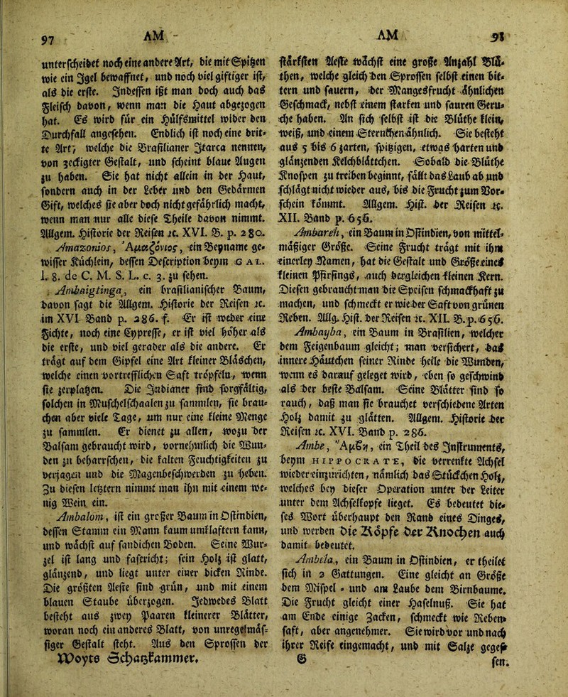 untcrfd}eib<f «oc^emeanbcreOfrt^ wie ein ^gel bewaffnet, unb noch bielgiftfger ijf, alö bie erfle. «0t «t««««« gleifd) babon, wenn man bie ^aut abgejogen brtt. 6:^ wirb für ein ^uff^raittel wlber ben 5>ijrrf)frtß atigcfeben. 0iblicl) i0 nodb eine brit» tc 2(rf> weld)e bie ^Srafilianer ^farca nennetv öon jedigter ©effalt, «nb fdjeint bfaue Singen ju @it bat nicht affein in ber ^aut, fonbern auch in ber £cber nnb ben ©ebdrmen ©ift, we(d)e^ fieaber b©cb nicht gefdbrticb mad)t> wenn man nur affe tiefe Sbtilt babon nimmt. Slögem. ^iftorie ber Dleife« jc. XVI. 95. p. 280. yimazomos, Aftes^dviof, -ein ^eyname ge» Wiffer 3tud){ein, beffen Sefcription bcpjn g a l. 1. 8. de C. M. S. L. c. 3. ju feben. . Anihaigtinga, ein brafilianifcbcr 95aum, baöon fagt bie Qlffgem,. .^iflorie ber Dveifen jc. im XVI SBanb p. agö. f. ^r HI weber cCioE gid)te, iwcb eine (Jbpreffe, er ifl btel b^b^^ralö bie erfle, unb biel geraber al^ bie anbere. €r tragt auf bem ©ipfel eine Slrt Heiner SBldöcben, weldje eintn •bertrcfflidKU ©aft trcpfclu, wenn fie jerplaben. 2)ie ^nbinner fmb -forgfaltig, foId)en in ?0?ufd)elfd)aalen ju fammlcn, fie brau» eben aber biele ^age, nm nur eine Heine QKenge JU fammlen. €r bienet ju affen, woju ber ■55alfam gebrandet wirb, bornebnilid) bie ^un» ben JU bcbarrfd)eu, bie falten gcud)tigfeitcn ju wi^ageu unb bie S!)Jagcnbefd)Werbcn ju <>cb:cu. 3u biefen Untern nimmt man ibn mit einem we* nig 2Bein. ein. Ambalom, iff ein grefer 95auin inDffrnbien, beffcn ©tainm ein ?Wann faum umflaftcrn fann, unb wdd)|i auf fanbicben SBoben. ©eine SBur» jel ifi lang unb fafcrid)t; fein .^ofj -ifi glatt, gldnjenb, unb liegt unter einer biden Siinbe. Sjie größten Slcfte ftnb grün, unb mit einem blauen ©taube dberjogen. ^ebwebeö 95latt befiebt auö jwep paaren Heinerer 95ldtter, woran noch ein anbereö ^latt, bon unregefmdf» figer ©efialt flcbt. Sluö ben ©profjfen ber XX>oyt6 <3c|)ai3fammer. ijlelrfflett Sleffe w2cb(f eine grofe Slnjalb^ ^^5» t^m, weldfe gIciiSb'i*en'©^roffen felbft einen bif* tern unb fauern, ber ISIange^frudjt dbnliehe« ©efdimad, nebft emem (larfen unb fauren @eru» iJ)e haben. Sin ficb felb0 tjl bie Sblutbe Hein, weiß, unb >einem ©ternfben^bnlicb. ©ie beflebf au^ 5 biö 6 jarten, fpi|igen, 4twgö barten unb gidnjenben Äeldjbldttdjen. ©obalb bie 95tufbe :S?noj>cn JU treiben beginnt, fallt ba^£aub ab unb fdjldgt aidu wieber au<J, biö bie graebf |uml8or- febein fo'nmit. eiligem. .;&iff. ber iXeifen XII. ^anb p. 656. Amimräi, ein Saum tn Dffinb'ien, bon inIffeT» mdßiger ©rdßc. ©eine grudjt tragt mit ihm «ittcrlep S^amen, bat bie ©efhilt unb ©coßeeinei# fleinen ^ßrffngö, auch bergleicben kleinen'^ern. .Riefen gebraudjtinan bie ©peifen febmatfbaff Ju mad)cn, unb febraedt er wieber ©oft bon grünen Seben. Stffg* ber Üveifen tc. XIL 95.p.«6 56. Ambayba, ein 95aum in ^rafilien, weldjec bem geigenbaum gleicht; man berfldfert, bo# .innere^diUeben feiner 3linbe beite bielBimben, wenn eö barauf geleget wirb, eben fo gef^inb ■alö ber befle ISalfam. ©eine 95tdtter ftnb fo raud), bag man ge braud)et berfd)iebenc Slrten i?olj bamit JU gldtten. Slflgem. ..^iflorie bec Reifen tc. XVI. 95anb p. Ambe^ ein ‘Ibeü3ngrumenfg, bepm HippocRAT'E, bie berrenfte Sld)fer wicbcreitTjtmd)fen , ndmlid) baö©tudd)en^ö!j, wcld)e(? bep biefer Operation unter ber Leiter unter bem 9l(^felfopfe lieget. bebeutef bie* feö 2Sort überhaupt ben SJonb cineö ©ingei, unb werben Me Äopfo Mp 2inodf)en auch bamit bebeutet. Arnbäa., ein SBaum in Oginbien, ertbeilef geh in 3 ©attungen. ©ine gleicht an ©rdge bem 5)?ifpel» unb am 2aHbc bem SBirnbaume, ©ie grud)t gleid?t einer ipafelnug. ©ie bat am ©nbe einige 3aden, febmedt wie Sfveben» faft, aber angenehmer, ©iewirbuor unb nach ihrer Sicife eingemacht, unb mit ©alje gege^ © . fen;