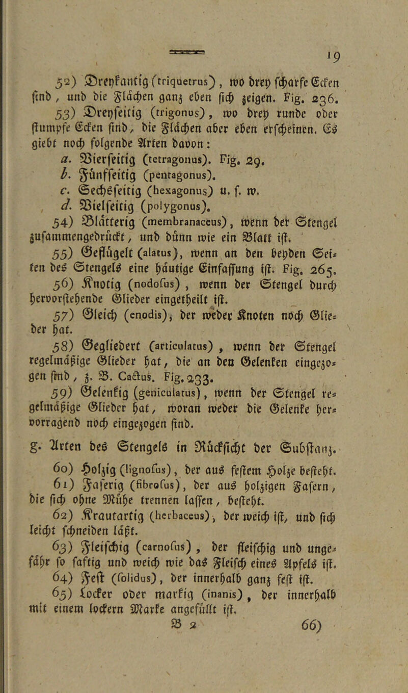ip 52) $J)rcnfaii(tg ftriquetrus), »t»o brep fcfiarfc ßcfen ftnb , unb bie gldcpen ganj eben ftc^ jeigen. Fig. 236. 53) ©repfeitig (trigonus), n>o brep runbe ober (iumpfe ©cfen ftnb, bie gfdcpen aber eben erf^teincn. giebf nocp fofgenbe Slrfen baoon: a. Söierfcttig (tetragonus). Fig, 29. h. 5Änfr«itig (peiitagonus). c. ©ed)^fettig (hexagonus) u. f. n?, d. Sßielfeitig (polygonus). 34) SÖldtferig (membranaceus), wenn ber (3fcngel gufammengebrucft, unb bunn wie ein Slatt i(l, ‘ 55) 0e|!ugeft (alatus), wenn an ben bepben ©ei* ten be^ ©tengel^ eine ^dutigc ßinfaffung ifj. Fig. 265. 56) j?notig (nodofus) , wenn ber ©fengel burd; beroorjte^enbe ©lieber einget^eilt i(l. 57) ©letc^ (enodis), ber nAbec toten nodp ©lie* ber bat. 58) ©eglicberü farticulatus) , wenn ber ©tengel regelmäßige ©lieber bat, bie an beo ©elenfen eingcjo* gen fmb , 3. S5. Catlus. Fig, 233. 59) ©eienfig (geniculatus), wenn ber ©fcngel re* gelmdßigc ©lieber bat, woran wcber bie ©elenfe brr* oorragenb nocf» eingejogen (inb. g. ^rten beö ©tengelö in 0*lu(ffic^C ber ©ubjlarij. 60) -^oljig (lignofus), ber au^ feflcm ^olje beflebt. 60 Jafrrig (fibrofus), ber au^ baljigen ^aj^rn, bie ficb ohne SÖlube trennen laflfen, be(lebt. 62) .^raufarfig (hcrbaceus), berweicbijt, unb fidß leicbt f^neiben laßt. 63) ^leifcbig (carnofns), ber fleifcßig unb unge* fdbr fo faftig unb weicp wie ba^ ^leift^ eineö Slpfel^ iff. 64) (foiidus), ber innerhalb ganj fefl i(l. 63) iocfer ober marftg (inanis) , ber innerhalb mit einem lorfern SJlarfe angefullt ijl.