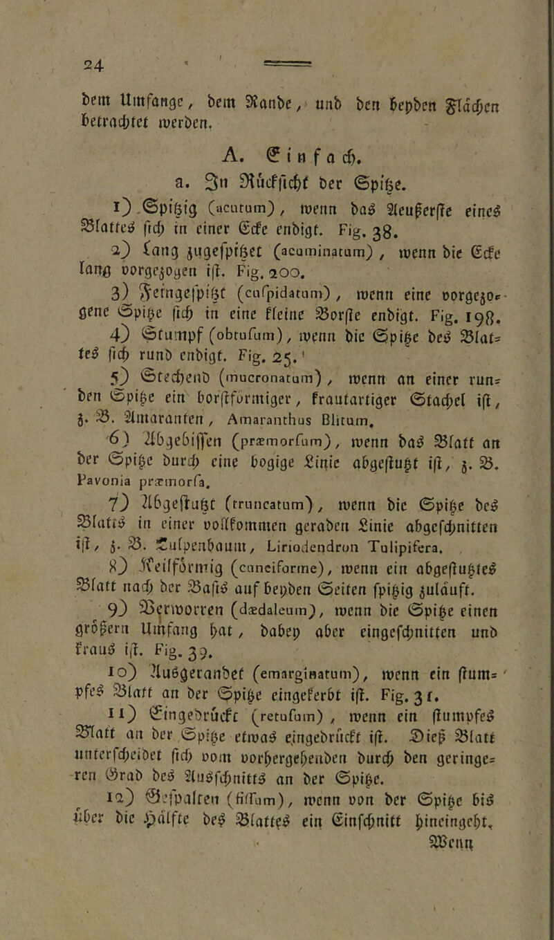 beitt Uittfange^ beiti 3?anbe,> uttb ben bepben ^Idcbcn befracbfcf tverben, A. ^ i n f a cf), a. 3n Sfucfficfjf ber ©pif^e. 1) .©ptötg (acutum), tüenn ba^ 2(cufer(Tc cinc5 Slaffe^ ftef; in einer ßefe enbigi. Fig. 3g. 2) (ang jugc|pfßct (acuminatum) , wenn bic ßefe lang oorgejogen ijl. Fig.-200. 3) ^erngefpiftf (cufpidarum) / roenn eine Dorgejpc- gene öpipe ftcb in eine ffeinc 25prfie enbigi. Fig, 19g, 4) öfuinpf (obrnfum), ivenn bic (Spi^c beb 58la£= teb runb enbigf. Fig. 25.' 5} ©tecf)enö (mucronatum) , wenn art einer run* ben tSpi^c ein borfffurmiger, frautartiger ©tacbel i(l, J. Sliuaranfen , Amarantlius Blitum, 6) ilbgcbifj-en (praemorfum), n?enn bab ^fatf an ber ©pipe burd; eine bogige Sinic abgeßu^t iß/ 5. 25. Pavonia pracinorfa. 7) 2l6ge|tuBt (rruncatum), wenn bic ©pi^e beb Sfati'b in einer woiffommen geraben Sinic abgefepnitten i|^ / j. 23. iCufpenbauill / Liriodendrun Tulipifera. ^feifformig (cunciforme), wenn ein abgeflu^ieb Sfat£ naep ber Saftb auf bepben ©eiten fpipig julduft. 93 SBeriüorren (dsdaleum), twenn bie ©pipe einen grofern Umfang pat, babep aber eingefepnitten unb fraub iß. Fig. 39. 10) 2luögeranbcf (emargmatum)^ jucntt ein ffum=' pfeb 25laft an ber ©pipe eingeferbt iff. Fig. 3 r, 113 '^ingebruefe (retufum) ^ n?enn ein (lumpfeb SBTatt an ber ©pipe etroab ejngebrncf't ifi. 5)iep ^latt nnterfepeibet fiep »om uorpergepenberi burep ben geringes ren örab beb Slubfcpnittb an ber ©pipe. ia3 ©ejpalren (fifrum), wenn üon ber ©pipe bib iiber bic ipdlfte beb Siiaft^b ein ßinfepnitt pineingept^ 2Bciirt