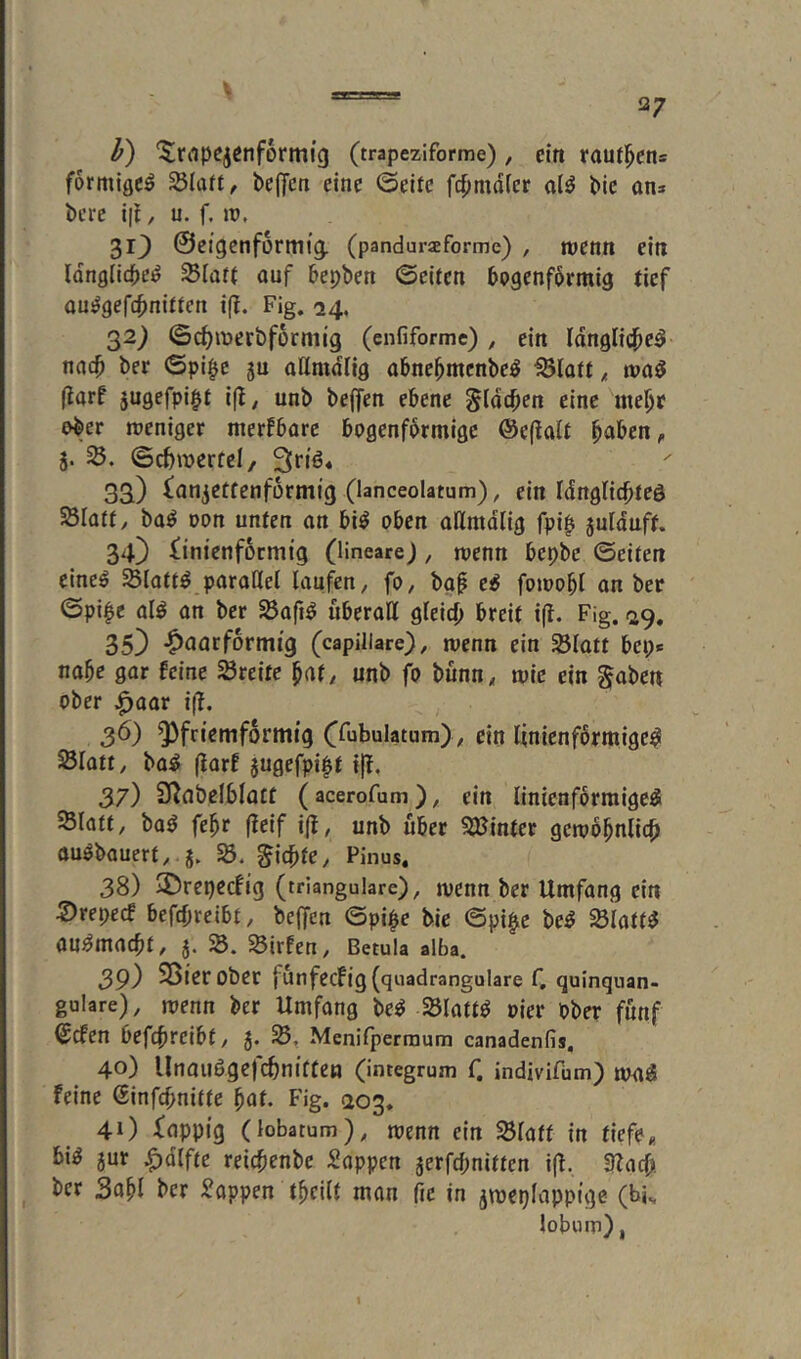 l == Q7 l) '^^riipejenformig (trapeziforme), ein tautl^en= förmige^ Sla«, beffen eine ©eite fc^mdier al^ bie an> bere i|i, u. f. iv, 313 ©eigenformig. (pandurxforme) , njenn ein Idnglicpe^ Slatt auf bepben ©eiten bpgenfbrmig tief au^gefc^nitten iff. Fig, 24. 32) ©c^iDerbforniig (enfiforme) , ein Idnglicj^e^ nach ber ©pipe ju allmdlig abne^menbeö ^latttvaö (tarf 5ugefpipt i(^, unb beffen ebene §(dcben eine we^f ober weniger merkbare bogenförmige @e(!alt ^aben, 5. ©c^mcrtcl/ 33) ianjettenformig (lanceolatum), ein IdngHdbteö Slatt, ba^ Don unten on bi^ oben allmdlig fpip julduff. 34} iinienformig (lineareJ, n?enn bepbe ©eiten etneö Slatt^ parallel laufen, fo, bgp e^ foioobl an ber ©pipe al^ an ber Sßafi^ uberaH gleich &reit i(l. Fig. 29. 35} -^aarformig (capillare), menn ein Slatt bep« nabe gar feine Breite bat, unb fo bunn, mic ein §aben ober ^aor i(l. 36) ^friemformig C^ubulatum) , ein linienförmige^ Slatt, ba^ (iarf jugefpipt {|l, 37) S^cibelbloif (acerofum ), ein linienformigeÄ SBIott, ba^ febr fleif ijl, unb über SJJinter gemobnlich au0bauert,.5. S5. Richte, Pinus. 38) 3)repccfig (trianguläre), menn ber Umfang ein 2)repecf befepreibt, beffen ©pipe bie ©pipe be^ ^latt^ au^macht, 5. SS. SSirfen, Betula alba. 39) SSierober funfecfig(quadrangulare f, quinquan- guläre), menn ber Umfang be^ SSlatt^ oier ober fünf ©efen befchreibt, J. SS, Menifperraum canadenfis, 40) Unaiiögcfcbnitten (integrum f. indivifum) mag feine (Sinfehnitte bat. Fig. 203. 40 Xappig (lobatum), menn ein ^latt in tiefe, big 5ur ^dlfte reicbenbe Sappen aerfepnitten i(l. SRaep. ber 3abl ber Sappen tpcilt man fie in jmeplappige (bk lobum), 1