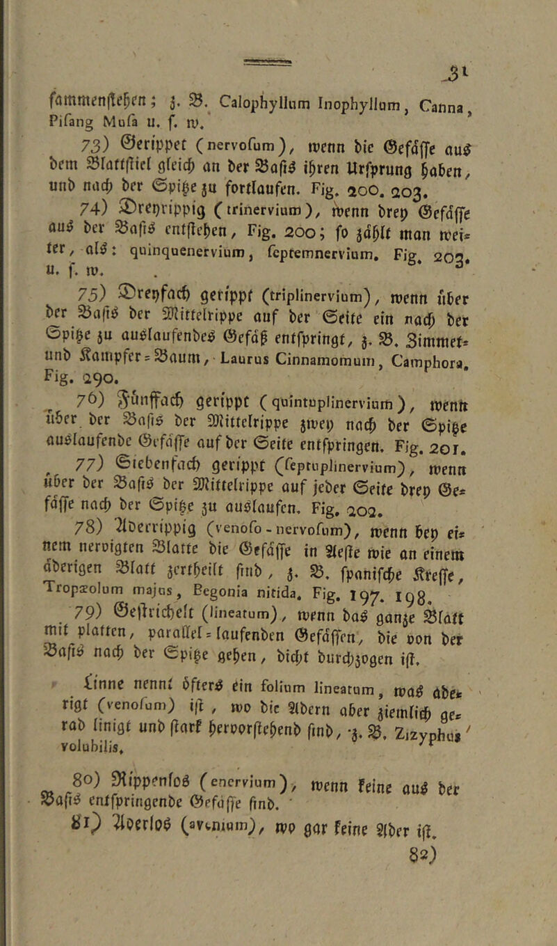 .3^ fammenfte^fn; 5. «8.^ Calophyllum Inophyllum, Canna, Pifang Mufa u. f. ru, 73) ©en'ppct (nervofum), «>cnn Mc @ef4ffc au^ bcm Sraf((!ier gfeic^) an tev 25afi^ i^rcn Urfprung ^aben, unb nact) bcr 6p{pe an fortlüufen. Fig. 200. 203. 74) 2)rcprippig (trinervium), roenn brep ©cfdjfc au^ ber cntflepen, Fig. 200; fo ad^lt ition tcr^ al^: quinquenervium, fcptemnerviuni, Fig 202 U. f. tu. . 75) 2)repfacö öcrtppf (triplinervium), wenn lUfr bcr SBafl^ ber 3JJimlrippe auf ber (5t\tc ein nad) ber ©pipe ju auplaufenbeö @efd^ enifpringf, 5. SB. Simmel unb Dampfers25aum, Laurus Cinnamomum, Camphora Fig. <290. ^ 7Ö) pnffac^ gerippt (quintuplinervium), n»entt über bcr SJnfis ber SDJittelrippe jmep nach bcr ©pi^c auelaufenbc @efd|fe auf bcr ©eite entfpringen, Fig. 201. 77) ©lebcnfac^ gerippt ^^cprupiinervium), tucnn über bcr SBaft^ bcr 2)iittc(rippe auf jebcr ©eite brep @c* fdffe naep bcr ©pipe ju auöianfcm Fig. 20a, 78) TiDerrippig (venofo - nervofum), mcnn bep ci* ' nein neroigten Platte bie (Stfdffe in 2ic(le toic an einem aberigen SBIatt acrtpcKt fnib , a* fpanifepe Ärcffc, Tropsolum majos, Begonia nitida. Fig. 197. 193^ 79) ©el'irtcbdt (linearum), tvcnn ba^ ganac Äratt mit platten, poroacr= laufenbcn (BefdlTcn, bie »on ber Söafiö noep ber ©pi^e gepen, biept burepaogen i(?, iinne nennt öftere ein folium linearum, tna^ abck ' rigt Cvenofum) i(^ , tvo bie Slbcrn aPer aieinridb gc. rab iinigt unb fiarf Perpprfiepenb finb, -3. Zizyphu, ^ volubilis. 80) Dlippenfoö (enervium), «jcnn feine au^ ber «a{i^ entfpringenbe ©efaffe finb. ' 80 ^Perlo$ (avtnium;, tpp gar feine Siber iff. 82)