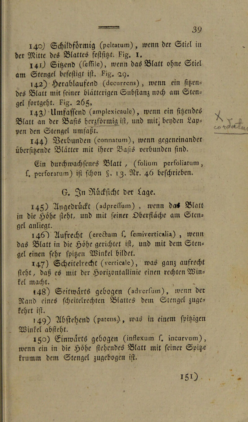 I4Q} ©cf)i(bf6rttu'9 (pelratum), ittcnti bcr ©tiel in bcr Fig. i. 141J ©ifeenb (fefHle), rocnn baö 95laff ol^ne ©tiel am ©fcngel befeftigf i(l. Fig. ag. 142) ^ßrablflufenö (decurrens) , metin ein fi^en= bc^ mit feiner bldttcrigen ©ubftonj noc^ am ©ten= gcl fortgebt. Fig. 265, 143J UmfalJenb (amplcxicaule), menn ein ji^enbe^ 23latt an ber ^aftö bctüfbrrnig \\\, unb mit] bepben £ap= yen bcn ©tengel nmfapt. 144) SSecbunben (connatum), menn gcgcneinanber ubcrfi|enbc 5ß(dtter mit ihrer 23afi^ oerbnnben finb. ©in burcbmacbfene^ SSiatt , (folium perfoliatum, f. perforarum) ifl fcfjon §. 13. 9Zr. 46 befc{)rieben. G. 3n iKucfficbt bet £age. 145) ifngebrucft (adpreflum) , wenn ba< 95Iatt in bie Spb^c (lebt, unb mit feiner £)berfldcbc om ©tcn» gel anliegt. 146') Tlufrecbt (eretlum f. femiverticalia,) , mentt baö SSIatt in bie gerichtet i(l/ unb mit bem ©ten= gel einen febr fpipen SBinfel bilbct. 147) ©cheitelrecf)t (verticale), ma^ ganj aufrecht (lebt, bai mit ber .^orijontallinie einen rechten2Bin= fei macht. 148) ©cifwdrte gehogen (adverfum), rocnn ber SKanb eine^ fd;eitelrcchten ^(atte^ bem ©tengel 5uge3 febrt i(f. 149) Tlbfj-e^enb (patens),, ma^ in einem fpi^igen SBinfel abflebt. 150) hinwärts gebogen (inflexum f. incurvum), menn ein in bie .^öbe ftebenbe^ S3latt mit feiner ©pi(je frumm bem ©tengel 3ugebogen i(l. 150-