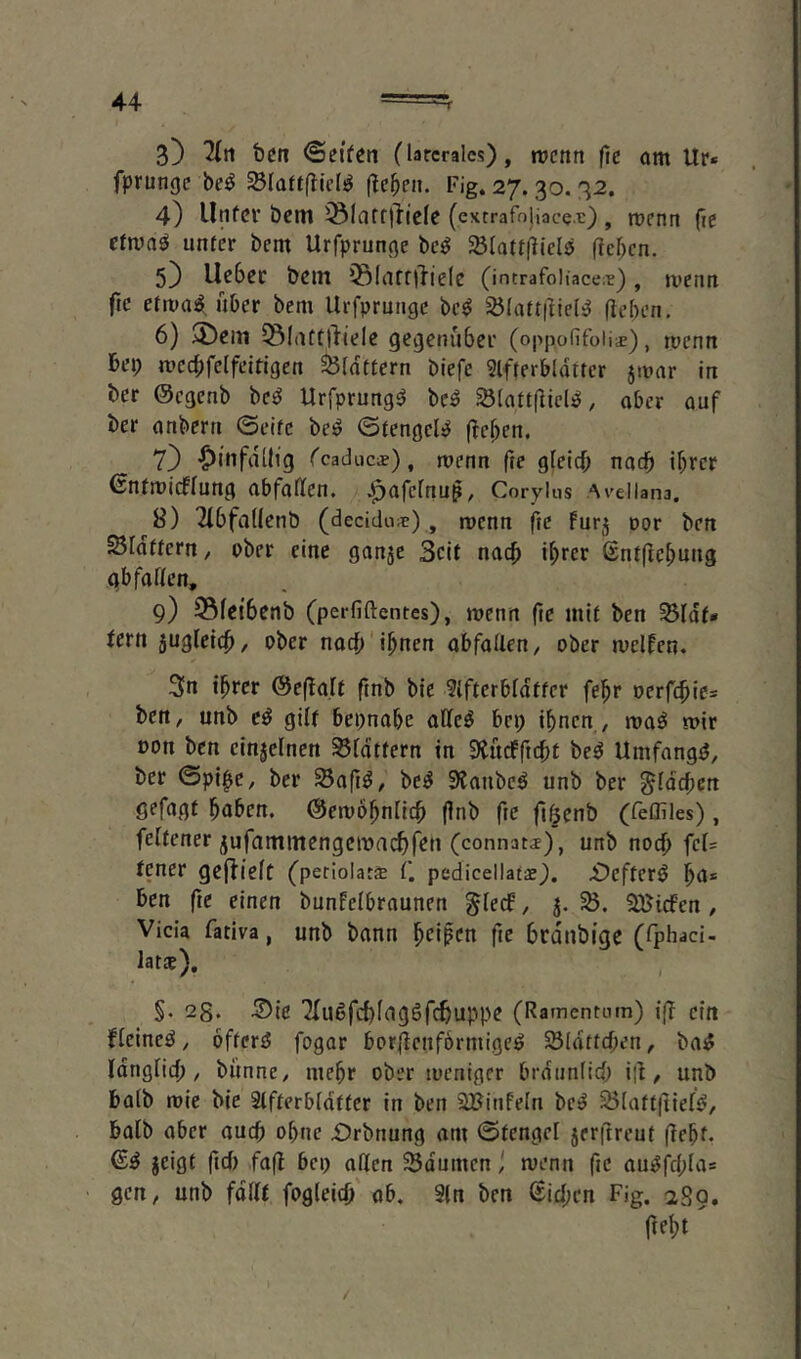 3} bcn (larcral«), njcnn (te om Ur* fprungc beö (Ic^cii. Fig. 27. 30. 32. 4) UnfCV bcttl ^Iarf)}ic(c (extrafnUacet) , tüfnn fie cfivaö unter bem Urfpruncje bc^ 23Iatt(liel$ flcf;cn. 5) lieber bein 55Kufil'ielc (intrafoliace;?), jvetin ftc etma^, über bem Urfprunge be^ 25Iatt|tiel^ (leben. 6) >£)eni 5Slatt|iiele gegenüber (oppofifolif), ruenn bei; mecbfelfeitigen flattern biefe Slfterbldtter jrnar in ber ©egenb be^ Urfprung^ be^ ^(attflicl^, ober ouf ber onbern @eife be^ ©tengel^ (leben. 7) |)infdllig rcaducde), menn fte gleicf; noeb if;rer ßntmicflung obforten. .^ofelnu^, Corylus Arellana, 8) 2lbfa((enb (decida*), roenn fic fur5 oor ben SIdftern, ober eine ganje Seit noc^ i^rer Sntfiebung gb faßen, 9) 25feibenb (perfiftentes), locnrt fte mit ben 33Idti» lern jugleicb, ^ber noch i^nen obfollen/ ober mclfcn. 3n ihrer @e(la,rt ftnb bte ?ifterbldfter fehr oerfchie= ben^ unb cö gilt bepnobe oßeö bei; ihnen , mo^ mir oon ben einjelncn ^idttern in SludPftcht be^ Umfong^, ber ©pi^e, ber be^ 9?anbe^ unb ber ^(deben gefügt haben, ©emöhnlich (Inb fte fiöenb (feffiles), feltener jufammengeitmchfen (connati), unb noch fei= tener gefliefc (perlolatce f. pedicellatae). £)efter^ ha* ben ftc einen bunfelbrounen ^feef, 5.23. 2Bicfen, Vicia fativa, unb bann h^iffn fte brdnbige (fphaci- lats), §. 28. -Sic Tlußfchfagöfi^iuppe (Ramentnm) i(l ein Keinem, öftere fogor borflcnformige^ Söldttchen, bo^ Idoglicf; ^ biinne, mehr ober toeniger brdiinfich ijl, unb halb tote bic 2tfterbidtter in ben 2BinFeIn be^ 23(att(üe(^, halb ober auch ohne £)rbnung am ©tengel 5er|treut (lehf. dS 5cigt ftef) fa(l bei; aßen Sdumen ivenn fte au^fc(;(as gen, unb faßt fogleid) ab, 3ln ben Stehen Fig. 28g. fteht /