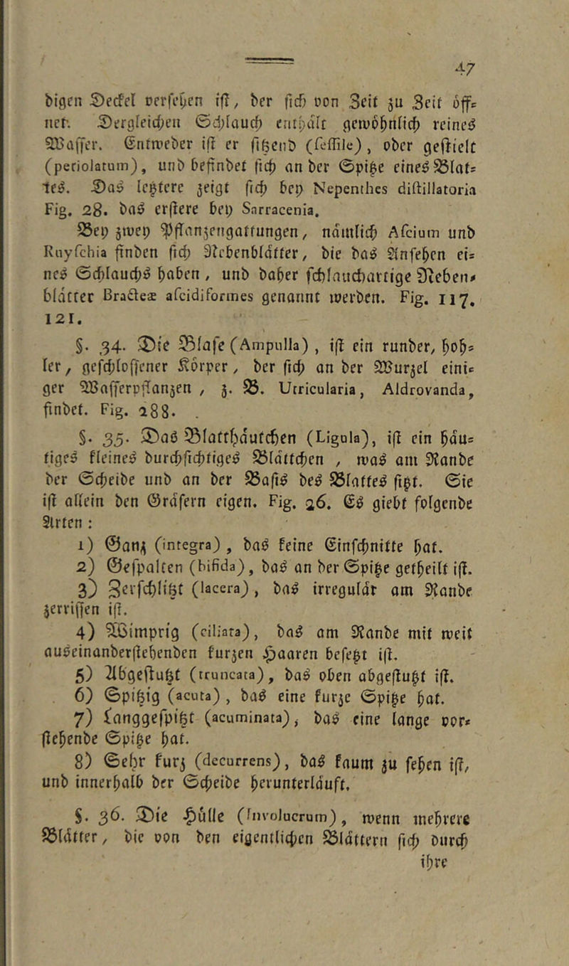 blflcn 5)ecfel Derfi’^en ifj, ber ficf) üon Seit gU 3cit 6fr nch S)ergfeid;eu Gdfaucf) cntpdft gcwo^tincb reinem 9Bdfer. Gnfnieber i(I er fifeciib (feffile), ober gefielt (periolatum), unb befinbet ftd? an ber 0pi|e elne^S3(at= le^. S)a^ lottere jeigt ficb bep Nepenthes diftillatoria Fig. 28. erjlere bep Snrracenia, 23ep 5tuep ^fanjengatfungen, ndmltc^ Afeium unb Kiiyfchia fnben {\6) 3?cbenb(dtfer, bie ba^ Si'nfebcn ei* ne^ Gcblaucb^ / unb baber frf)Inud)artige Sieben# blatter ßradeae afeidiformes genannt lüerbcn. Fig. 117. 121. §. 34, ©fafe (Ampulla), i(^ ein runber, ler, gefcf;(ofener Körper, ber fid; an ber SBurjel eini» ger SiBaferpfanjen , 5. 93. Utricularia, Aldrovanda, finbet. Fig, 188. . §• 35’ 3Ü)aß Slatrbdufcbcn (Ligula), i(i ein bdu= figeß fleineß burcbficbfrgeß 93[dltcbcn , maß am DJanbe ber Gebeibe unb an ber 93a(iß beß SBIatteß fipt. Gic iß afiein ben ©rdfern eigen. Fig, 26. ^ß giebf folgenbe 2lrten ; 1) @an^ (integra) , baß feine ßinfcbnitfe l)at. 2) ©efpalcen (bifida), baß an ber Gpi|>e getbeilt ijl. 3) (lacera), baß irregnidt am 3?anbe jerriffen i(]. 4) ?Ö3imprig (ciliara), baß am SJJanbe mit meit außeinanberjlcbenben furjen .paaren befept i(f, 5) 2Ibgefu§t (truncata), baß pben abgeflu^t if. 6) Gpißtg (acuta) , baß eine furje Gpipe bat. 7) langgefpi^t (acuminata)baß fine lange ppr* (iebenbe Gpipe ^at. 8) Gebr furj (decurrens), baß faum aü feben iß, unb innerhalb ber Gebeibe bfiunterlduft, S. 3^’ .^ulle (fnvoJucrum), menn mebrere 93ldtter, bie opn ben eigentliebcn 55ldttern ficf; biireb ihre