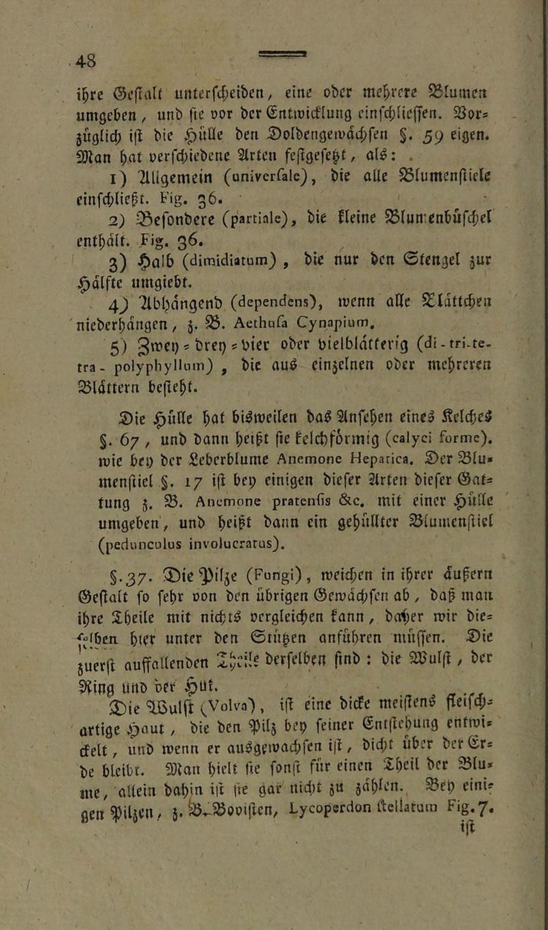 i^rc ©cftalf unterfc^eikn, eine ober ntej^rcre ^ßlumcn umgeben / unb fte »or bcr ©nttoicfiung clnfcbflcffen. SSor* jügiid; 1(1 bic ^uüe ben Dofbengeivat^fen §. 59 eigen. ^3^an bflt nerfd;iebene Slrtcn fcftgefe^t, ol^: . 1) TlUgemein (univerfale), bie aUc 23iuntcn(Iicle einfd^Ucft. Fig. 36. 2) ^efonbcre (partiale), bie fleinc 5ßrun:enbuf4>el cnt^dit. Fig. 36. 3) (dimidiatum) , bie nur ben ©fengel jur ^dlfte umgiebr, 4) Tlbljdngcnb (dependens), luenn alle SSldftcben 'nieberbdngen / 5. 58. Aethufa Cynapium. 5) ’ ^ret) 5 i^iec ober bielbldtfen'g (di-tri.te. tra- polyphylimn) , bic au^ cinjclnen ober mehreren ■Sldttern befielt. S)ic bdt bi^mcilen ba^ 2lnfe^en eine^ Seither §. 67 , unb bann l;ei^t fie tclcbformig (calyd forme), ruic bei) bcr £ebcrblumc Anemone Heparica. Der 58(u* men(iiel §. 17 i(l bep einigen biefer 2trfen biefer @nf= fung 5. Anemone pratenfis &c. mit einer umgeben , unb ein gebullter ^(umcnfticl (peduncolus involucrarus). §.37. !5!)ic^i(je (Fungi), meitben in ihrer dufern ©eflalt fo febr oon ben übrigen @emdd)fen ab , bap moii ihre Ubeile mit nicbt^ ocrgleicben fann, baber mir bic= ^“(bcn bier unter ben ©tü^en anfubrcn mü(fen. Die ju«(l auffaUenben berfelben fmb : bie ab'ulft, ber DJing unb ber $Ui. 2)ie ^ulft i^Volva) , i(b eine bicfe meiflem^ fteifcp- artige ^paut / bie ben 5pilj bep feiner @nt(febung entroi* cfelt, unb menn er au^gemad)fcn ijl, bid)t über ber Sr* be bleibt. «Sion hielt fte fonft für einen Sbetl bcr «5lu« me, allein babin in fic gar nid)t ju jdblen. ^ep eini? gen^pilicn, 5. ^^.-^öooiftcn, Lycoperdon ttellatum Fig. 7.