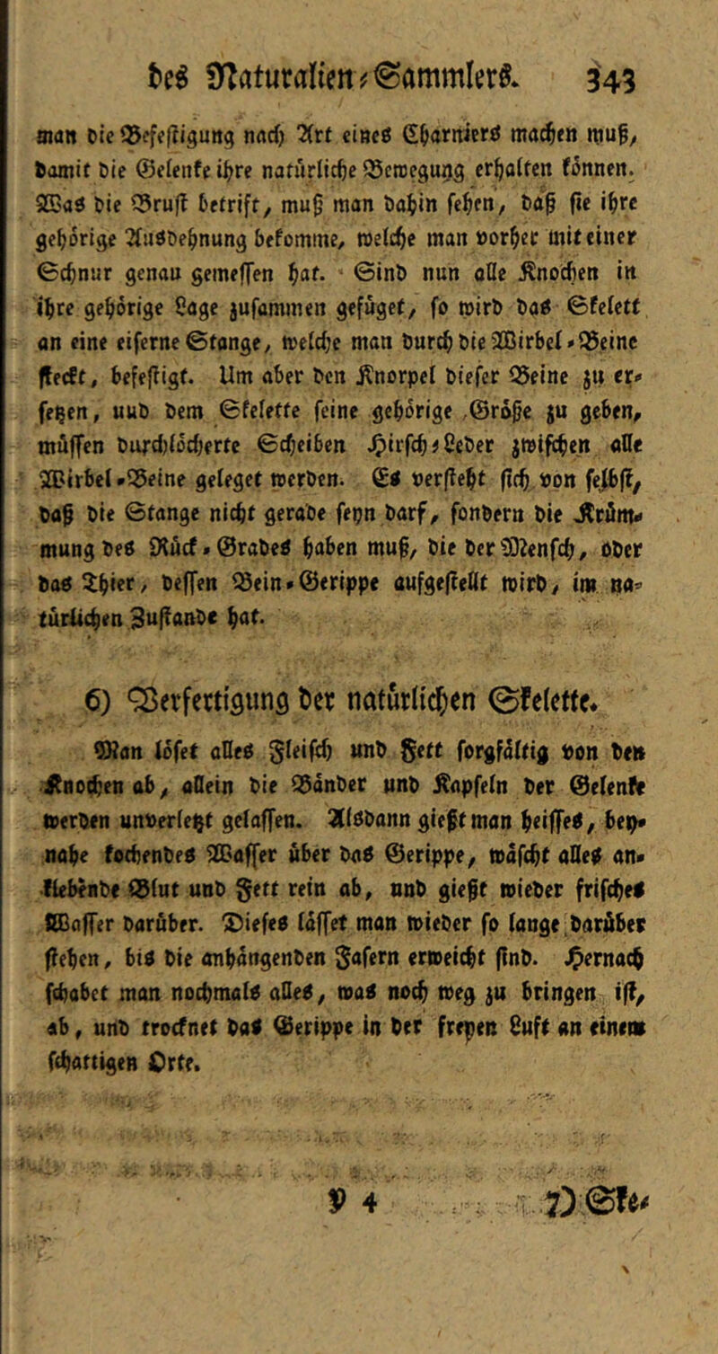 Ui ÜZaturalien^^Sammler^. 345 man Die 35efef?igung nadj 2(rf cineö C^arnicrö ma^en inu§/ 6amit Die ©eieiife i^re nafürlic^e ^erocgunä erraffen fonnen. S23a3 Die Q3rufl Defrift, mu^ man Dal^in fehlen, Da^ fie i^rc gehörige ^tuöDe^nung befomine/ weiche man Borget mit einer ©c^nur genau geineffen ^af. ©inD nun oBc Änoefien in i^re ge^iörige Sage jufammen gefüget, fo roirD Daö ©feiett an eine eiferne ©fange / ti'e(d;e man Durc^Die2lBirbeI*95,einc flecft, befejiigf. Um aber Den j^norpel Diefer Q5einc ju er# fe?en, «uD Dem ©feleffe feine gehörige ,@rö^c ju geben, tnüffen Dufdjiocberfc ©cf;ciben ^irf(^#2eDer jmifc^en aöe 2Birbel *S5eine geleget wcrDcn. »er(?e^t (ic^ Bon feßfi. Daß Die ©fange nicbf geraoe fepn Darf, fonDern Die Jlröm- mungDeö fXucf»@raDed ^aben muß. Die DerOD^enfe^, öDer Doö^bi«/ beffen iSein • ©erippe aufge|tetlf wirD, im. Ba*> türiie^en 3uf^ot^bc ^af. 6) Q^erferttguns t»er natürlichen 0fe(ef(e* ^an lofet aHe^ $Ieiff^ unD Seft forgfattig Bon Den itnofbenab, allein Die ©änDer unD iTapfetn Der ©efenfr tterDen unt>er(e$t geiaffen. 2((öDann gießt man ßeiffe^, bep* nabe fofbenDen Gaffer über Da^ ©erippe, »afebt aUe0 an* fiebenDe ©(ut unD §eff rein ab, nnD gießt loieDer frifeßei fiBaffer Darüber. ®iefeO iaffet man toieDcr fo fange Darüber fieben, bi« Die onbangenDen gafern erweießf ßnD. J^ernaeß febabet man nocßmalo aUtt, toa^ noeß toeg ju bringen i|?, «b, unD troefnet Da< ©erippe in Der frepen Suft an eine» fEßattigen Orte.