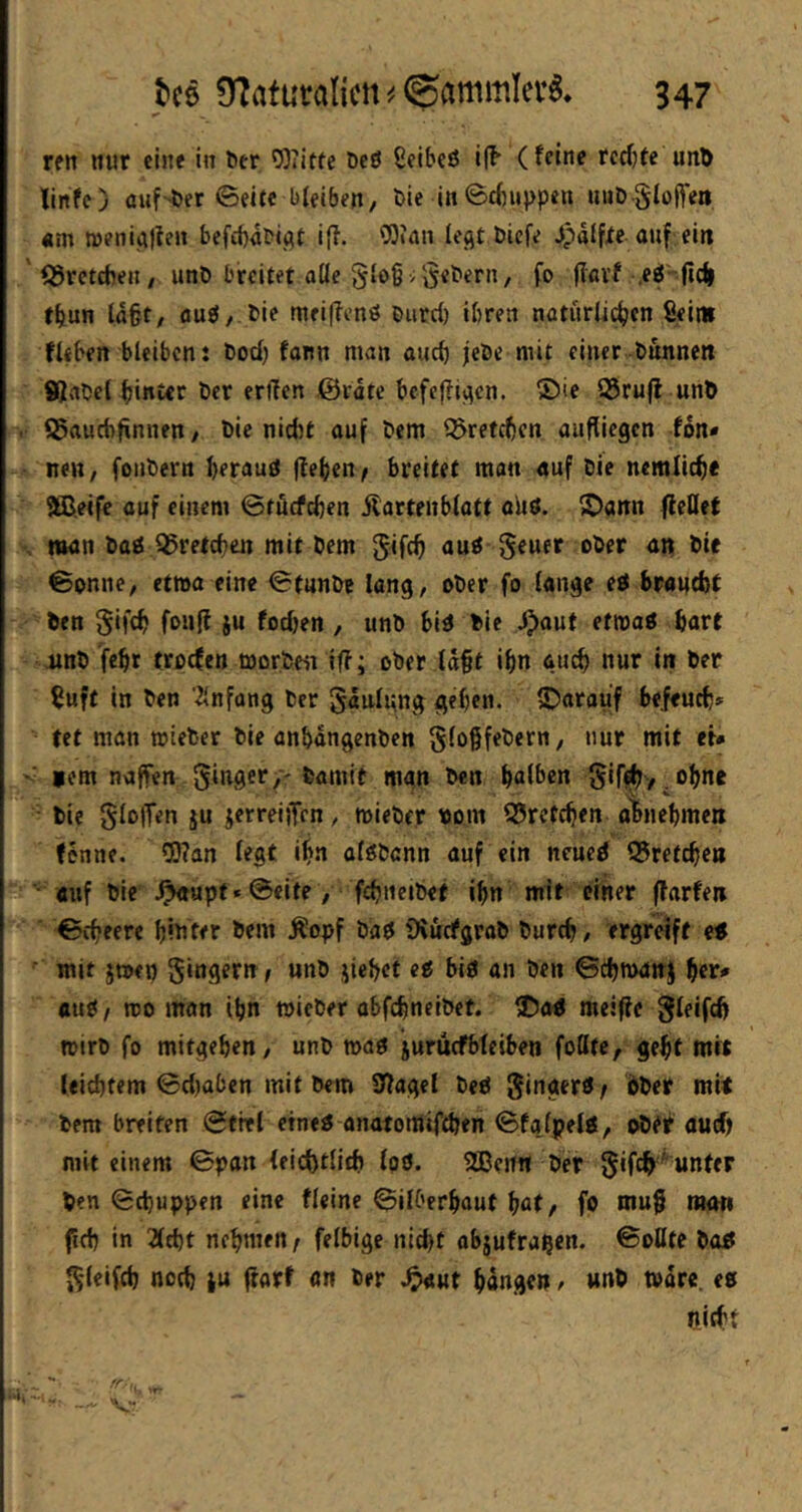 rftt itur eine in Der Witte öeö ßelbcö iff- (feine rcdjte unf) tinfe) auf ber ©eite bleiben, t>ie in©cbi»)>pen uuD-glojTeit «m »enijitfeu befebabi^t i|I. Wan lefit biefe ^pdlfte auf ein ' (greteben, unö breitet alle glo^ vgebern, fo (iavf .eg'-ficfi fbun ld§t, öuö, bie meiffenö biird) ihren natürlichen fieiw fleben bleiben: bod) fann man auch jebe mit einer-bunnett ®abel hintec ber eriTen @rdte befefli^cn. ®ie 95ru|l unö S5auct)finnen, bie nidjt auf bem ^refeben aufliegen fon* nen, foiibern beraud flehen^ breitet man «uf bie nemlich« aßeife auf einem ©tfief^en Äartenblatt aiid. S)ann fleöet man bad 55retchen mit bem gifch aud geuer ober an bie ©onne, etwa eine ©tunb? lang, ober fo lange ed braucht ben gifch foufl ju fodjen , unb bid bie ^aut etmad hart jtnb fehr troefen morbeit iff; ober ld§t ihn &u^ nur in ber Suft in ben 'Anfang ber gdulung geben. IDarauf befeueb» tet man micber bie anbdngenben gfo§febern, nur mit et* -■ icm naffen ginger,' bamit mgn ben halben gifi^y^obne bie gloiTen ju jerreiiTcn, mieber bom Q5retcben abnebmen fonne. Wan legt ihn cldbcnn auf ein ncued Q5retcben «uf bie .^upf*@eite, febneibet ihn mit einer flarfen ©(beere bibter bem Äopf bad Diuefgrab bureb, ergreift ed ■ mit jtofi) gingern , unb jiebet ed bid an ben ©cbmanj ber* ttud, njo man ihn toieber obfebneibet. ®ad mcifie gleifd) mirb fo mitgeben, unb toad jurucfblciben feilte, gebt mit leichtem ©djaben mit bem 3iagel bed gingerd/ bber mit bem breiten ©fiel etned anatomif^en ©fa.tpeld, ober auch mit einem ©pan leichtlicb lod. 2ßcnn ber gifeb^ unter ben ©ebuppen eine fleine ©überbaut bat, fo mu§ moti ficb in Tld)t nebmen f felbige nicht objufra^en. ©oßte bod gleifd) noch lu ftorf an ber .^ut bdngen, unb todre. ed