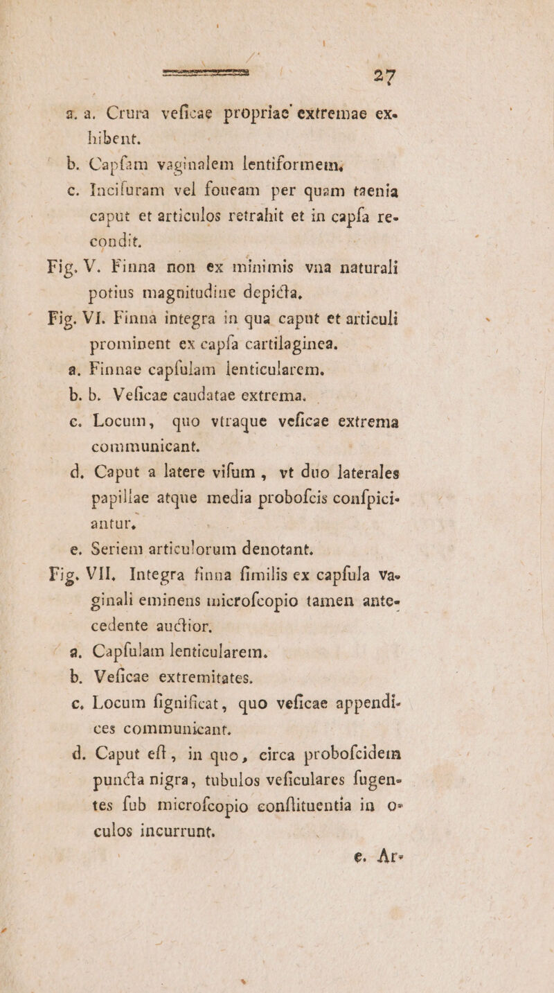 3.a. Crura veficae propriae extremae ex- hibent. b. Capfam vaginalem lentiformem, c. Incifuram vel foueam per quam taenia caput et articulos retrahit et in capfa re- condit. —— Fig. V. Finna non ex minimis vna naturali potius magnitudine depicta, Fig. VI. Finna integra in qua caput et articuli prominent ex capfa cartilaginea. a. Finnae capfulam lenticularem. b. b. Veficae caudatae extrema. — c. Locum, quo vtraque veficae extrema communicant. d. Caput a latere vifum , vt duo laterales papillae atque media probofcis confpici- antur, | e. Seriem articulorum denotant. | Fig. VII, Integra finna fimilis ex capfula va. ginali eminens microfcopio tamen ante- cedente auctior. a. Capíulam lenticularem. b. Veficae extremitates. c, Locum fignificat, quo veficae appendi- ces communicant, d. Caput eft, in quo, circa probofcidetn puncta nigra, tubulos veficulares fugen- tes fub microfcopio conflituentía in. o» culos incurrunt. e. Ar»