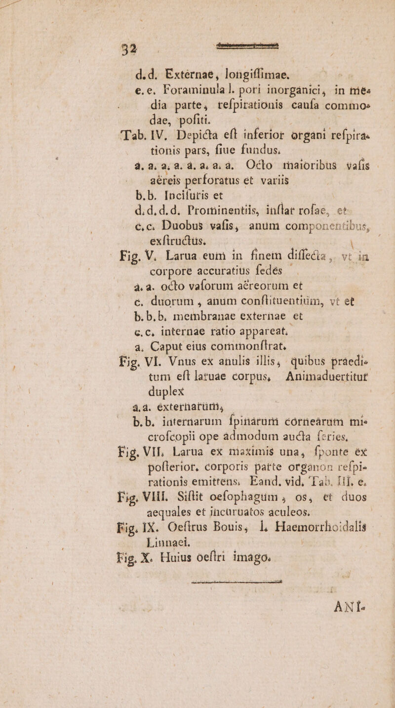 d.d. Externae, longiffimae. e.e. Foraminulal. pori inorgánici, in tmie« dia parte, tefpirationis caufa commos dáe, ofi, 02 Tab. IV, Depicta eft inferior organi refpira« tionis pars, fiue fundus, 3. 3. 2, 8. d. 3, à, 3. Octo maioribus vafis - aereis perforatus et variis b.b. Incifüris et | d.d,d.d. Prorminentiis, inflar rofae, c* c,c. Duobus vafis, anumi componentibus, exfiructüs. j | i Fig. V. Larua eum in finem diffecia, vt in corpore accuratius fedes — . | à. a. octo vaíorum aéreorum et c. duorum , anum conflituentium, vt et b.b.b, membranae externae et c.c, internae ratio appareat, à, Caput eius commonftrat, —— Fig. VI. Vnus ex anulis illis; quibus praedi. tum eftlatuae corpus, Animaduertitut duplex 4.4. extertarüm, — b.b. iaternarum Ípinárum córnearim mie crofcopii ope admodum aula f*ries, Fig. VIL, Larua eX miaximis una, fponte éx pollerior. corporis patte organon refpi- rationis emittens, Eand, vid, Tab. Iif, e. Fig. VHHi. Siflit oefophagum , os, et duos aequales et iucürvatos aculeos. | Fig. IX. Oefirus Bouis, l Haemorrho:dalis Linnaei. | Fig. X. Huius oeftri imago.