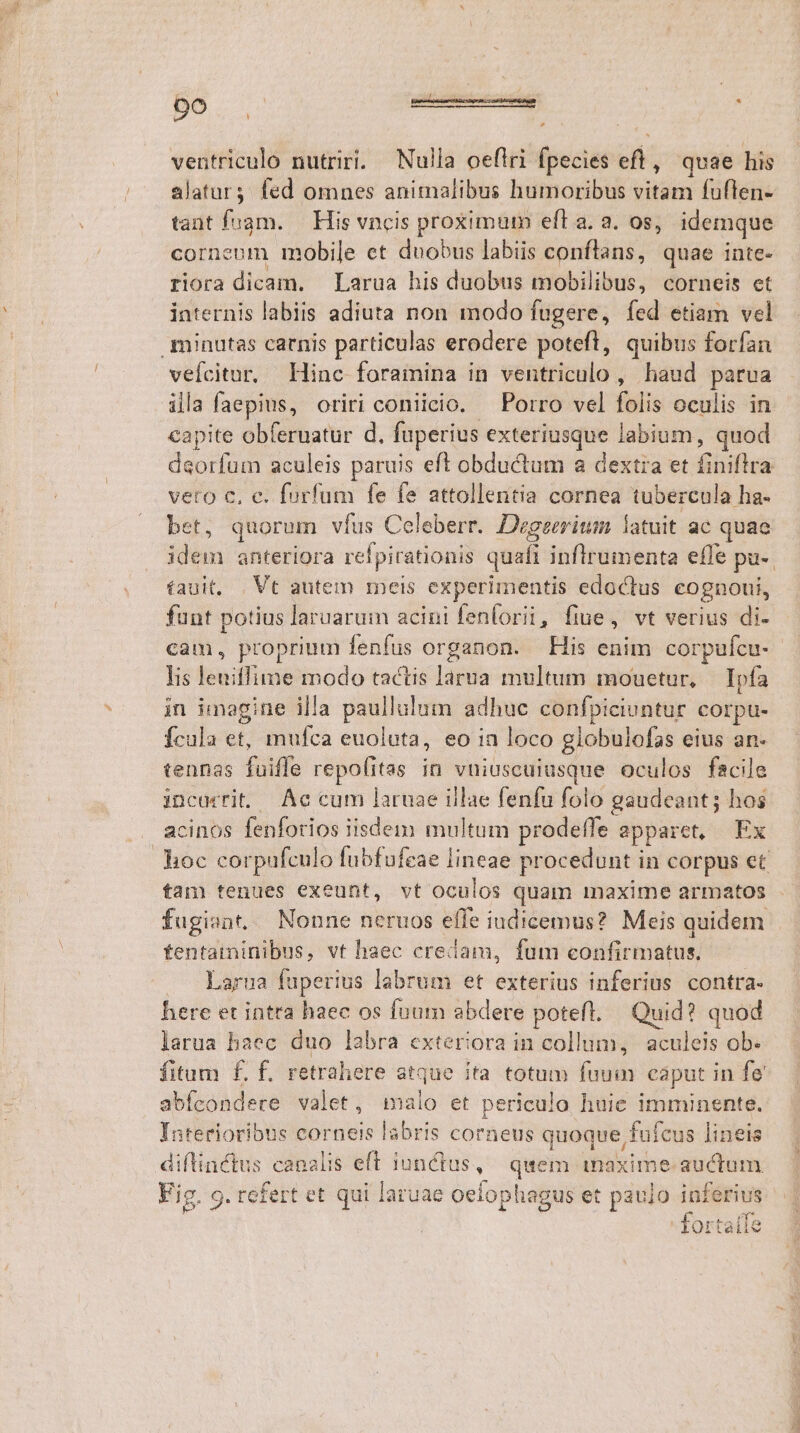 ventriculo nutriri. Nulla oeflri fpecies eft, quae his alaturs fed omnes animalibus humoribus vitam fuflen- tant fuam. — His vncis proximum eff a. a. os, idemque cornenm mobile et duobus labiis conftans, quae inte- riora dicam. — Larua his duobus mobilibus, corneis et internis labiis adiuta non modo fugere, fed etiam vel minutas carnis particulas erodere potefl, quibus forfan vefcitur, Hinc foramina in ventriculo, haud parva ila faepius, oriri coniicio. ^ Porro vel folis oculis in capite obferuatur d, fuperius exteriusque labium, quod daorfum aculeis paruis eft obductum a dextia et finiftra veto C, c. forfum fe fe attollentia cornea tubercula ha- bet, quorum vfus Celeberr. Degeerium latuit ac quae idem anteriora refpirationis quafi inflrumenta effe pu-. tauit, |. Vt autem meis experimentis edoctus eognoui, fuut potius laruarum acini fenforii, fiue, vt verius di- cam, proprium fenfus organon. His enim corpufcu- lis leuiffime modo tactis larua multum mouetur, | Ipfa in imagine illa paullulum adhuc confpiciuntur corpu- Ícula et, mufca euoluta, eo ia loco globulofas eius an- tennas fuiffe repolitas in vniuscuiusque oculos facile incarrit — Ac cum laruae illae fenfu folo gaudeant; hos cinos fenforios iisdem multum prodeffe apparet, Ex hoc corpufculo fubfufeae lineae procedunt in corpus et tan tenues exeunt, vt oculos quam maxime armatos fugiant. Nonne neruos effe iudicemus? Meis quidem fentaminibus, vt haec credam, fum confirmatus, Larua fuperius labrum et exterius inferius contra- here et intra haec os fuum abdere potefl. Quid? quod larua haec duo labra exteriora in collum, aculeis ob. fitum f£. f. retrahere atque ita totum fuum caput in fe abfcondece valet, malo et periculo huie imminente. Interioribus corneis labris corneus quoque fufcus lineis diftinctus canalis eff iunctus, quem maxime. auctum Fig. 9. refert et qui laruae oeíophagus et pauio — iortaiie