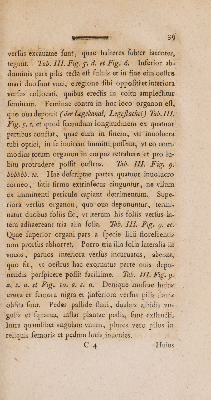 T verfus : bise funt, quae halteres lubter iacentes, tegunt. . Tab. III. Fig. y. d. et Fig. 6. lnferior ab- dominis pars pilis tecta eft fuluis et in fine eiusoeflro mari duo funt vnci, eregione fibi oppofitietinteriora verfus collocati, quibus erectis in coitu amplectitur. . feminam. Feminae contra in hocloco organon eft, quo oua deponit (der Legekanal, Legeffachel) Tab. ITI. Fig. 5. t. et quod fecundum longitudinem ex quatuor partibus conflat, quae €um in finem, vti inuolucra tubi optici, in fe inuicem immitti poffant, vt eo com- modius totum organon in corpus retrahere et pro lu- bitu protrudere pofht oeftrus. — 7àb. ILL Fig. g. bhhbbb. ee. Hae defcriptae partes quatuor inuolucro corneo, fatis firmo extrinfecus cinguntur, ne vllum €x imminenti periculo capiant detrimentum. — Supe- riora verfus organon, quo oua deponuntur, termi. natur duobus foliis fic, vt iterum his foliis verfus la. tera adhaereant tria alia folia. —'Zàb. 111. Fig. 9. ££. Quae fuperior organi pars a fpecie lilii florefcentis non prorfus abhorret, Porro tria illa folia lateralia ii vncos, paruos interiora verfus incuruatos, abeunt, quo fit, vt oeftrus hac exornatus parte ouis depo- nendis perfpicere poflit facillime. | Zàb. ZH. Fig. g- 8. C. a. et Fig. 10. a. &amp;« a. Denique mufeae huius crura et femora nigra et jnferiora verfus pilis flauis - obfita funt. Pedes pallide flaui, duabus albidis Vn gulis et Íquama, inflar plantae pedis, fuut exflructi. lntra quamlibet vngulam vnum, plures vero pilos in reliquis femoris et pedum locis inuenies. Á C 4 Huius