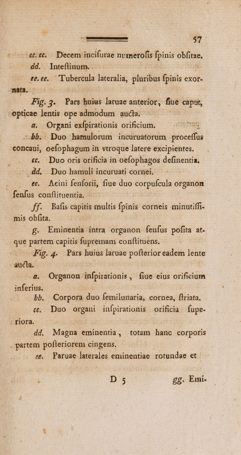 /g:tt. — Decem incifurae nvmerofis Ípinis obfitae, dd. Inteflinum. : ££&.£&..— Tubercula lateralia, pluribus isis exor- Fig.3. Pars huius laruae anterior, fine caput, opticae lentis ope admodum aucta. | &. Organi exfpirationis orificium. — ^7 - bb. Duo hamulorum incuruatorum Diorcilis concaui, oefophagum in vtroque latere excipientes. c. Duo oris orificia in oefophagos definentia. -dd. Duo hamuli incuruati cornei.- . t&. Aeini fenforii, fiue duo corpufcula organon [20 ff. Bafis capitis multis fpinis corneis -minutiffi- mis obfita. £g. Eminentia intra organon fenfus pofita at. que partem capitis fupremam conflituens. Fig. 4. Pars huius laruae poflerior eadem lente aucta. .&. Organon infpirationis , fiue eius onfada inferius. ; | | . bb. Corpora duo femilunaria, cornea, ftriata. c.. Duo organi infpirationis orificia fupe- dd. Magna eminentia, totam hanc corporis e&. Paruae laterales eminentiae rotundae et : | D 5 gg. Emi-