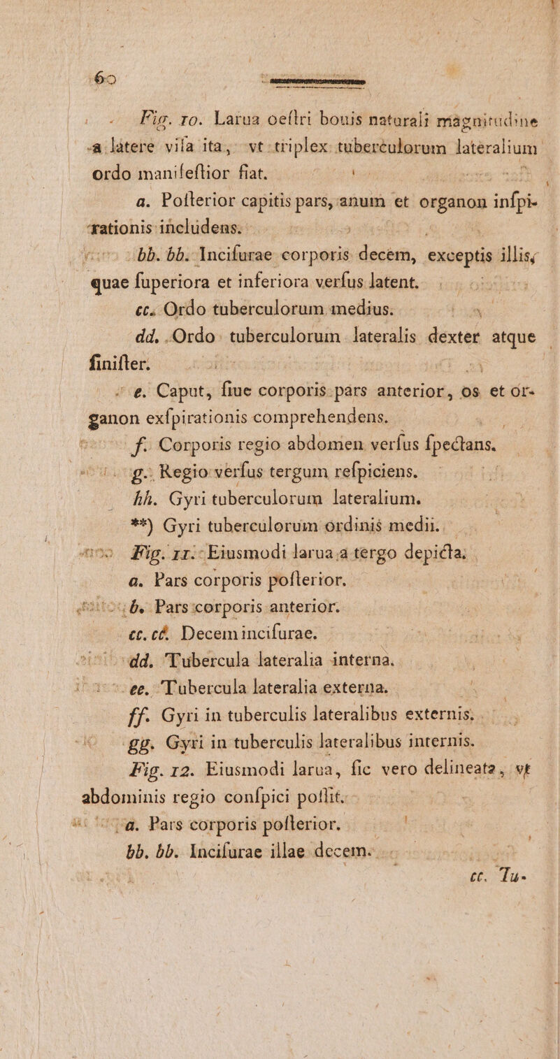Ms Án tenta Fig. IO. Larua oeílri bouis natarali magnitudine ordo manifeflior fiat. | | a. Pollerior capitis pars, anum et orgánas infe 'xationis includens. quae fuperiora et inferiora verfus latent. £t. Ordo tuberculorum medius. ; dd, Ordo. tubercolorum. lateralis dexter atque finiftrer. i '-&. Caput, ftue corporis. pars anterior, os et or- iun exfpirationis comprehendens. p. Uf. Corporis regio abdomen verfus ipectans. 15g Regio iul tergum refpiciens. | hh. Gyri taberculorum lateralium. $46) Gyri tubercülorum ordinis medii. a. Pars corporis pofterior. c.c&. Decemincifurae. ^d, Tubercula lateralia interna. ee, Tubercula lateralia externa. ff. Gyri in tuberculis lateralibus externis, Eg. Gyr in tuberculis lateralibus internis. Fig. 12. Eiusmodi larua, fic vero delineata, vr abdominis regio confpici potlit. | (à. Pars corporis pollerior. bb. bb. Incifurae illae. decem. : i t. Tu-