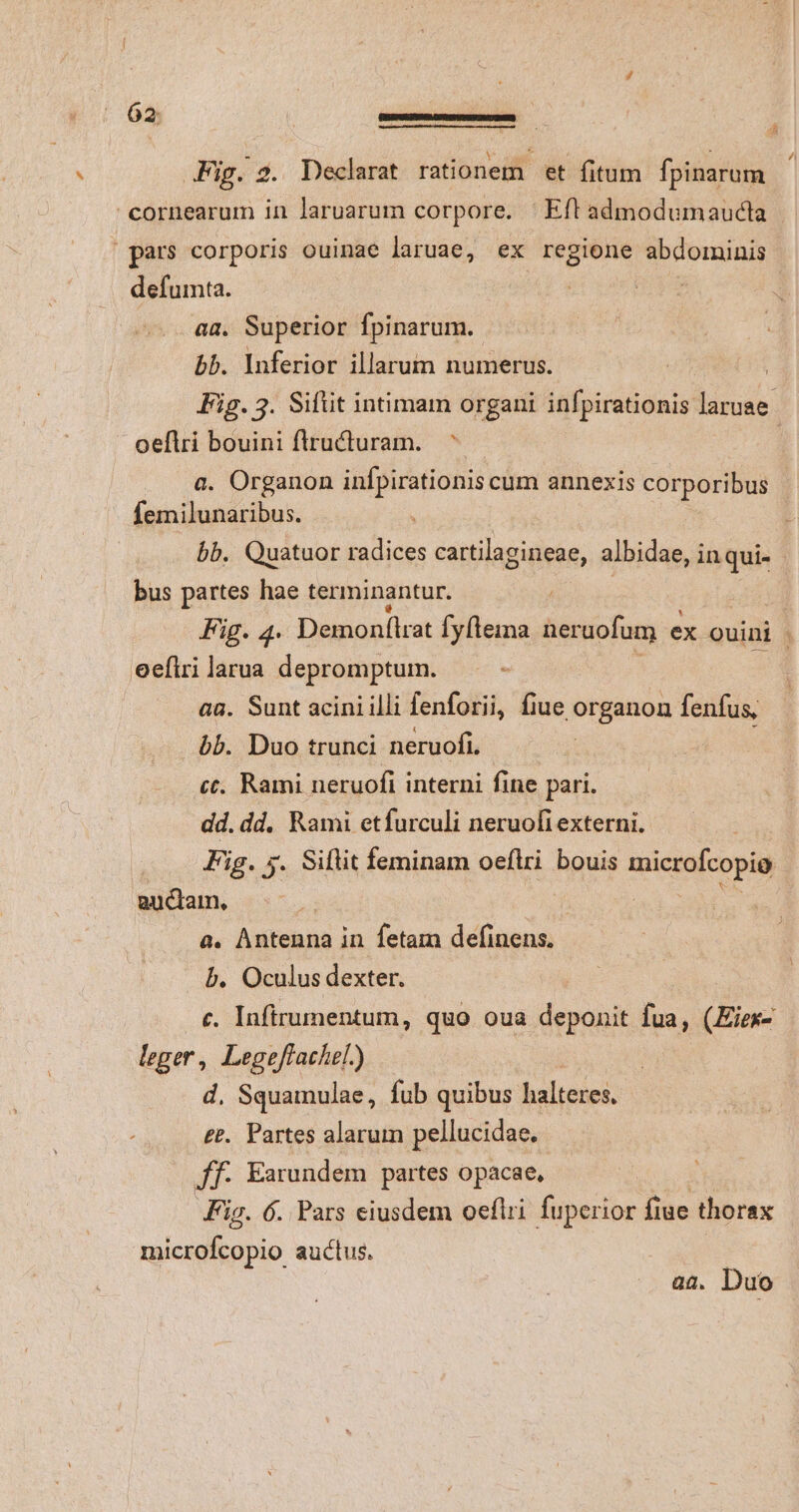 Fig. 2. Declarat rationem et fitum fpinarum cornearum in larvarum corpore. | Efl admodumaucta pars corporis ouinae laruae, ex regione ibis: defumta. aa. Superior fpinarum. bb. Inferior illarum numerus. oeflri bouini flructuram. ^ a. Organon infpirationis cum annexis corporibus femilunaribus. bb. Quatuor radices cartilagineae, albidae, inqui- bus partes hae terminantur. eeftri larua depromptum. . aa. Sunt acini illi fenforii, ib: .organon fenfus, bb. Duo trunci neruofi. ct. Rami neruofi interni fine pari. dd. dd. Rami etfurculi neruofi externi. | Fig. 5. Siflit feminam oeftri bouis microfcopio guctam., : a. Antenna in fetam definens. b. Oculus dexter. leger, Legeflachel.) d. Squamulae, fub quibus kaltetei. £t. Partes alarum pellucidae. Jf Earundem partes opacae, Fig. 6. Pars eiusdem oeflri fuperior fiue thorax MES S auctus. aa. Duo