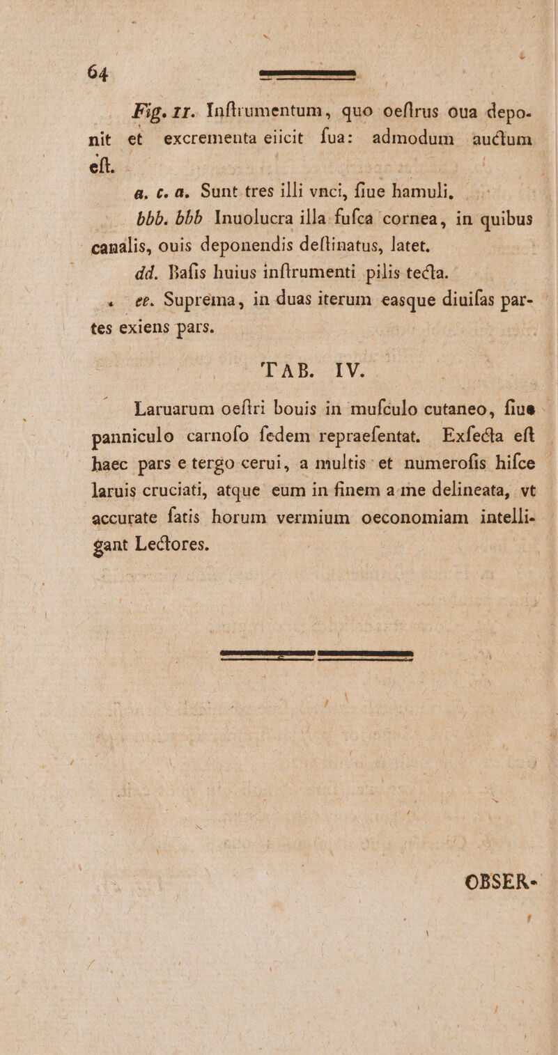 Lj Fig. Ir. Inftrumentum, quo oeflrus oua depo- nit etf excrementa eiicit fua: admodum auctum et. iar. | a. €. a. Sent tres illi vnci, fiue hamuli. bbb. bbb. lnuolucra illa fufca cornea, in quibus - canalis, ouis deponendis deftinatus, latet. dd. Bafis huius inflrumenti pilis tecla. . et. Suprema, in duas iterum NIU diuifas par- tes exiens pars. T AB. IV. Laruarum oeftri outs in mufculo cuta fiue - panniculo carnofo fedem repraefentat. Exfedla eft haec pars etergo cerui, a multis: et numerofis hifce laruis cruciati, atque eum in finem a me delineata, vt accurate fatis horum vermium oeconomiam intelli- gant Lectores. | OBSER-