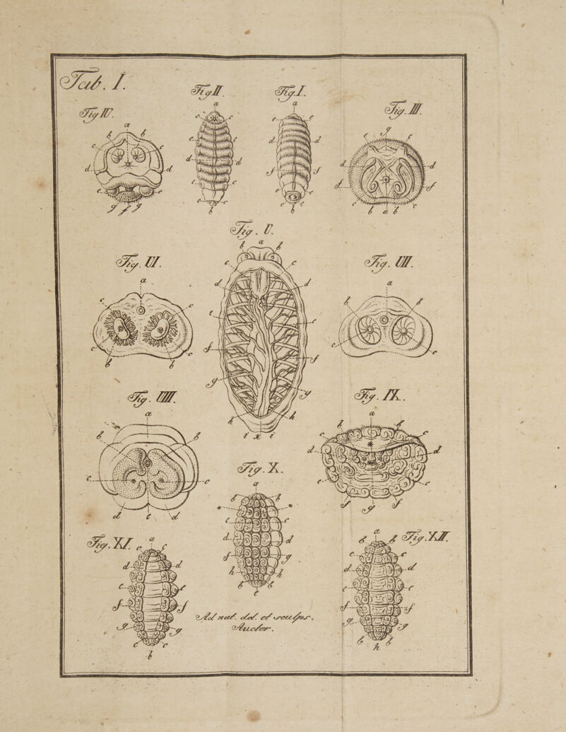 P Dt 4f ier ST a ARS ESTER 6545)- Nee a AS CA CI NSSENS SE i. ai t. Zz WEE S kA AFROS (apa! QU. vta ot er retta. foror,