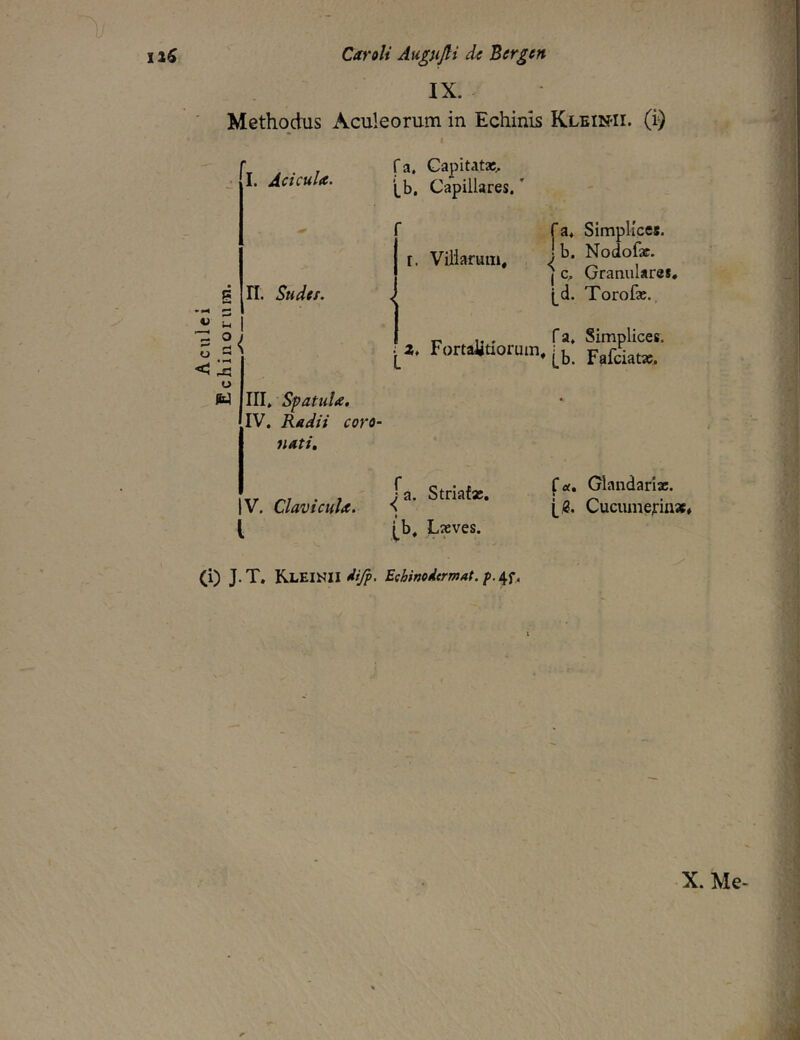 12^ C/tf‘oli Augujii de Bergen Methodus Aculeorum in Echinis Klein-ii. (i) • I. Aci cula. n. Suder. fa. Capitatae, i,b. Capillares.' Villarum, fa. Simplices, j b. Nodofx. 1 c. Granulares, [^d. Torofae., III. Spatula, IV. Radii coro- nati, To f* ^^t^dariac. |V. Clavicula. ■{ ’ * ’ h®* Cucumerinaf* ( i^b. Lxves. (i) J.T. dijp. Ecbinodcrmat.f.6f^j, X. Me>