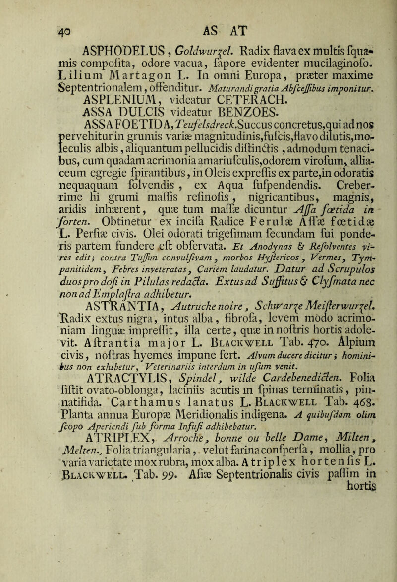 AS AT ASPHODELUS, Goldwur^el. Radix flava ex multis fqua» mis compofita, odore vacua, fapore evidenter mucilaginofo. Lilium Martagon L. In omni Europa, praeter maxime Septentrionalem , offenditur. Maturandi gratia Abfcejfibus imponitur. ASPLENIUM, videatur CETERACH. ASSA DULCIS videatur BENZOES. ASSAFOETID A, Teufelsdreck.Succus concretus,qui ad nos pervehitur in grumis varis magnitudinis,fulcis,flavo dilutis,mo- eculis albis, aliquantum pellucidis diffindis , admodum tenaci- pus, cum quadam acrimonia amariufculis,odorem virofum, allia- ceum egregie fpirantibus, in Oleis expreflis ex parte,in odoratis nequaquam folvendis , ex Aqua fufpendendis. Creber- rime hi grumi mallis refinolis, nigricantibus, magnis, aridis inhaerent, quae tum maffae dicuntur AJfa foetida in forten. Obtinetur ex incifa Radice Ferulae Alfae foetidae L. Perfiae civis. Olei odorati trigeffmam fecundam fui ponde- ris partem fundere eft obfervata. Et Anodynas & Refolventes vi- res editi contra Tufirn convuljivam , morbos Hyjtericos } Vermes, Tym- p a nitidem, Febres inveteratas } Cariem laudatur. Datur ad Scrupulos duos pro dofi in Pilulas redacla. Extusad Suffitus & Clyfmata nec non ad Emplafra adhibetur. ASTRaNTIA, Autruche noire 3 Schwar^e Meiflerwur^el. Radix extus nigra, intus alba , fibrofa, levem modo acrimo- niam linguae impreffit, illa certe, quae in noftris hortis adole- vit. Aftrantia major L. Blackwell Tab. 470. Alpium civis, noftras hyemes impune fert. Alvum ducere dicitur i homini- bus non exhibetur, Veterinariis interdum in ufum venit. ATRACTYL1S, Spindel 3 wilde Cardebenediclen. Folia fiftit ovato-oblonga, laciniis acutis in fpinas terminatis, pin- natifida. Carthamus lanatus L. Blackwell Tab. 468* Planta annua Europae Meridionalis indigena. A quibufdam olim fcopo Aperiendi fub forma Infufi adhibebatur. ATRIPLEX, Arroche, bonne ou belle Dame, Milten, MeltenFolia triangularia, velut farina confperfa, mollia, pro varia varietate mox rubra, mox alba. Atriplex horte n fis L. Blackwelu Tab. 99. Afiae Septentrionalis civis paflim in hortis