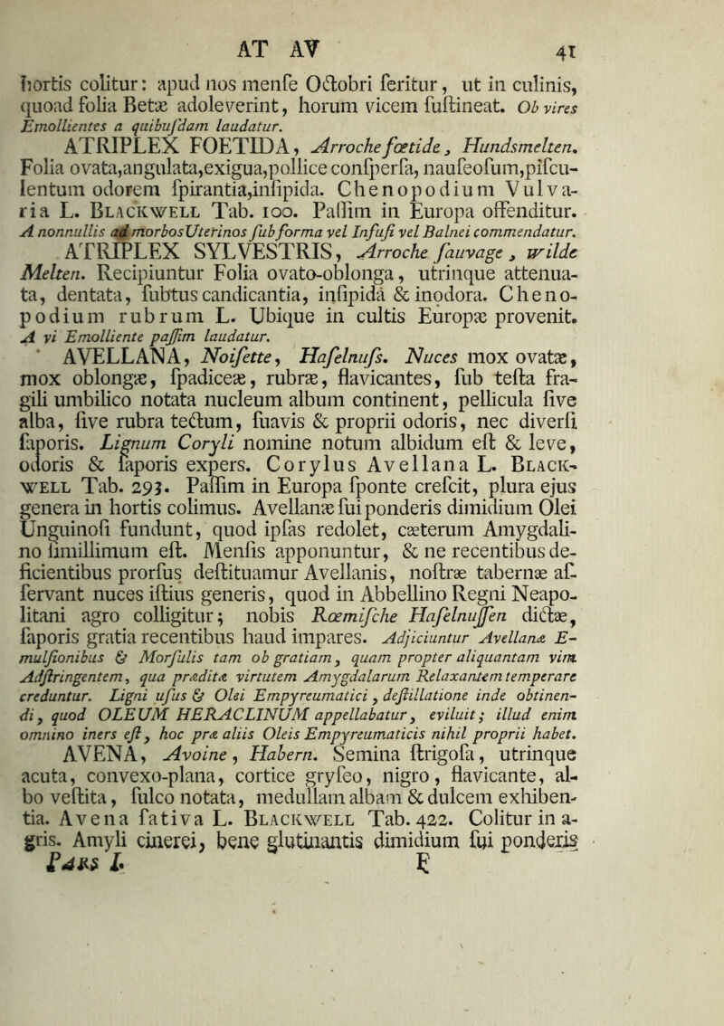 hortis colitur: apud nos menfe Oftobri feritur, ut in culinis, quoad folia Betas adoleverint, horum vicem fuftineat. Ob vires Emollientes a quibufdam laudatur. ATRIPLEX FOETIDA, Arroche foetide, Hundsmelten. Folia ovata,angulata,exigua,pollice confperfa, naufeofum,pifcu- Ientum odorem fpirantia,inlipida. Chenopodium Vulva- ri a L. Black well Tab. ioo. Pallim in Europa offenditur. A nonnullis ad morbosUterinos fub forma vel Infufi vel Balnei commendatur. ATRIPLEX SYLVESTRIS, Arroche. fauvage , irilde Melten. Recipiuntur Folia ovato-oblonga, utrinque attenua- ta, dentata, fubtus candicantia, infipida & inodora. Cheno- podium rubrum L. Ubique in cultis Europae provenit. A vi Emolliente pajfim laudatur. AVELLANA, Noifette, Hafelnufs. Nuces mox ovatas, mox oblongas, fpadiceas, rubras, flavicantes, fub teffca fra- gili umbilico notata nucleum album continent, pellicula live alba, five rubra te&um, fuavis & proprii odoris, nec diverft faporis. Lignum Coryli nomine notum albidum eft & leve, odoris & faporis expers. Corylus Avellana L. Black- well Tab. 29?. Pallim in Europa fponte crefcit, plura ejus genera in hortis colimus. Avellanae fui ponderis dimidium Olei Unguinofi fundunt, quod ipfas redolet, cseterum Amygdali- no limillimum eft. Menfts apponuntur, & ne recentibus de- ficientibus prorfus deftituamur Avellanis, noftrae tabernae af. fervant nuces iftius generis, quod in Abbellino Regni Neapo- litani agro colligitur; nobis Roemifche Hafelnujfen dictae, faporis gratia recentibus haud impares. Adjiciuntur Avellana. E- mulfionibus & Morfulis tam ob gratiam, quam propter aliquantam vini Adjlringentem, qua pradita virtutem Amygdalarum Relaxantem temperare creduntur. Ligni ufus & Olei Empyreumatici , dejlillatione inde obtinen- di , quod OLEUM HERACLINUM appellabatur, eviluit; illud enim omnino iners efi, hoc pra aliis Oleis Empyreumaticis nihil proprii habet. AVENA, Avoine, Habern. Semina ftrigofa, utrinque acuta, convexo-plana, cortice gryfeo, nigro , flavicante, al- bo veftita, fulco notata, medullam albam & dulcem exhiben- tia. Avena fativa L. Blackwell Tab. 422. Colitur in a- gris. Amyli cinerei, bene glutinantis dimidium fui ponderis SdM l 5