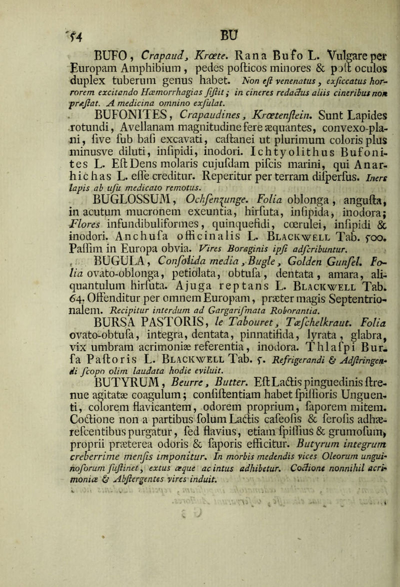 'U BU BUFO, Crapaudy Krcete. Rana Bufo L. Vulgare per Europam Amphibium, pedes pofticos minores & poli oculos duplex tuberum genus habet. Non efi venenatus , exficcatus hor- rorem excitando Hcemorrhagias fijlit; in cineres redactus aliis cineribus non proflat. A medicina omnino exfulat. BUFON1TES, Crapaudines, Krcetenflein. Sunt Lapides rotundi, Avellanam magnitudine fere aequantes, convexo-pla- ni, five fub bafi excavati, callanei ut plurimum coloris plus minusve diluti, infipidi, inodori. Ichtyolithus Bufoni- tes L. Eft; Dens molaris cujufdam pifcis marini, qui Anar- hichas L. elfe creditur. Reperitur per terram dilperfus. iners lapis ab ufu medicato remotus. BUGLOSSUM, Ochfenpmge. Folia oblonga, angufta, in acutum mucronem exeuntia, hirfuta, infipida, inodora; Flores infundibuliformes, quinquefidi, coerulei, infipidi & inodori. Anchufa officina lis L. Blackwell Tab. foo. Paffilll in Europa obvia. Vires Boraginis ipfi adferibuntur. BUGULA, Confolida media 3 Bugle , Golden Gunfel. Fo- lia ovato-oblonga, petiolata, obtufa, dentata, amara, ali- quantulum hiriuta. Ajuga reptans L. Blackwell Tab. 64. Offenditur per omnem Europam, praeter magis Septentrio- nalem. Recipitur interdum ad Gargarifmata Roborantia. BURSA PASTORIS, U Tabouret, Txfchelkraut. Folia ovato-obtufa, integra, dentata, pinnatiiida, lyrata , glabra, vix umbram acrimoniae referentia, inodora. Thlafpi Bur- fa Paftoris L. Blackwell 1 ab. f. Refrigerandi & Adjlringen- di fcopn olim laudata hodie eviluit. BUTYRUM, Beurre, Butter. EftLatiispinguedinisftre- nue agitate coagulum; conliftentiam habetfpillioris Unguen- ti , colorem flavicantem, odorem proprium, faporem mitem. Cottione non a partibus folum Latiis cafeofis & ferofis adhae- refeentibuspurgatur, fed flavius, etiam fpiffius & grumofum* proprii praeterea odoris & faporis efficitur. Butyrum integrum creberrime menfis imponitur. In morbis medendis vices Oleorum ungui- noforum fujlinet, extus aeque ac intus adhibetur. Coctione nonnihil acri- monia & Abjiergentes vires induit.