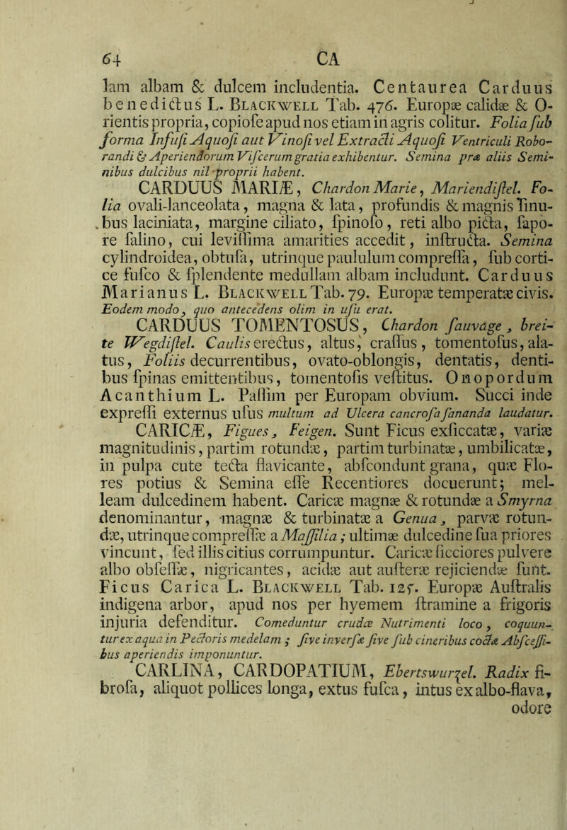 6.{ CA lam albam & dulcem includentia. Centaurea Carduus benedictus L. Blackwell Tab. 476. Europae calidae & 0- rientis propria, copiofe apud nos etiam in agris colitur. Folia fub forma Infufi Aquofi aut Vinofivel Extracti Aquoji Ventriculi Robo- randi & Aperiendorum Vifcerum gratia exhibentur. Semina pra aliis Semi- nibus dulcibus nil proprii habent. CARDUUS MARIA:, Chardon Marie, Mariendijlel. Fo- lia ovali-lanceolata, magna & lata, profundis & magnis Tinu- ,bus laciniata, margine ciliato, fpinofo, reti albo picta, fapo- re falino, cui levillima amarities accedit, inftruaa. Semina cylindroidea, obtufa, utrinque paululum comprefla, fub corti- ce fufco & fplendente medullam albam includunt. Carduus Marianus L. Blackwell Tab. 79. Europae temperatae civis. Eodem modo y quo antecedens olim in ufu erat. CARDUUS TOMENTOSUS , Chardon fauvdge , brei- te Wegdiftel. Caulis erectus, altus, cralfus , tomentofus, ala- tus, Foliis decurrentibus, ovato-oblongis, dentatis, denti- bus fpinas emittentibus, toinentofis veft itus. 0 n 0 p 0 r d u m Acanthium L. Paffim per Europam obvium. Succi inde expreffi externus llfus multum ad Ulcera cancrofaJananda laudatur. CARICT, Figues J Feigen. Sunt Ficus exficcatae, variae magnitudinis, partim rotundae, partim turbinate, umbilicate, in pulpa cute tefta flavicante, abfcondunt grana, quae Flo- res potius & Semina ehe Recentiores docuerunt; mel- leam dulcedinem habent. Caricae magnae & rotundae a Smyrna denominantur, -magnae & turbinatae a Genua „ parvae rotun- dae, utrinque comprellae a MaJJilia; ultimae dulcedine fua priores vincunt, fed illis citius corrumpuntur. Caricic licciores pulvere albo obfeflae, nigricantes, acidae aut aufterae rejiciendae funt. Ficus Carica L. Blackwell Tab. i2f. Europae Auftralis indigena arbor, apud nos per hyemem ftramine a frigoris injuria defenditur. Comeduntur crudce Nutrimenti loco, coquun- tur ex aqua in Pectoris medelam ; five inverfe five fub cineribus cocta Abfcejfi- bus aperiendis imponuntur. CARLINA, CARDOPATIUM, Ebertswur^el. Radix jfi- brofa, aliquot pollices longa, extus fufea, intus exalbo-flava, odore