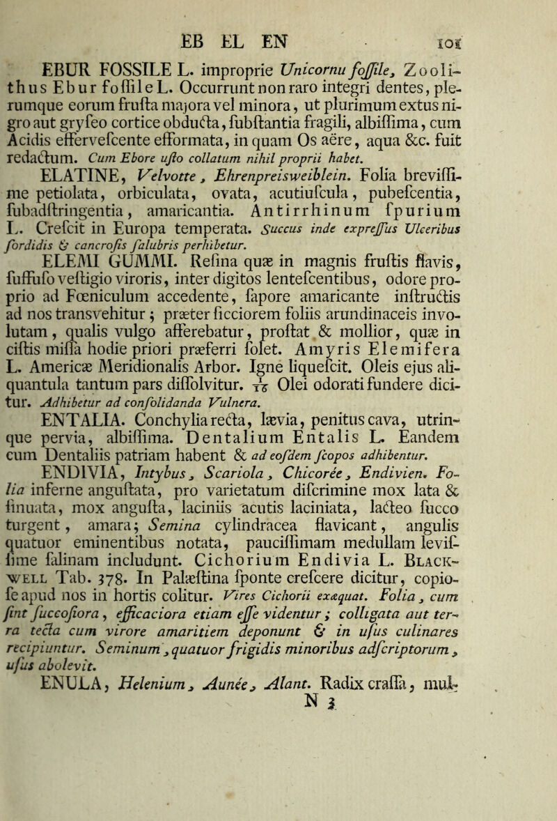 EB EL EN ios EBUR FOSSILE L. improprie Unicornu fojjile3 Zooli- thus Ebur foffileL. Occurrunt non raro integri dentes, ple- rumque eorum frufta majora vel minora, ut plurimum extus ni- gro aut gry feo cortice obdufta, fubffcantia fragili, albiffima, cum Acidis effervefcente elformata, in quam Os aere, aqua &c. fuit reda&um. Cum Ebore ujio collatum nihil proprii habet. ELATINE, Helvotte , Ehrenpreisweiblein. Folia breviffi- me petiolata, orbiculata, ovata, acutiufcula, pubefcentia, fubadftringentia, amaricantia. Antirrhinum fpurium L. Crefcit in Europa temperata. Succus inde exprejfus Ulceribus for didis C cancrojis falubris perhibetur. ELEMI GUMMI. Relina quae in magnis fruftis flavis, fuffufo velligio viroris, inter digitos lentefcentibus, odore pro- prio ad Fceniculum accedente, fapore amaricante inffcru&is ad nos transvehitur; praeter ficciorem foliis arundinaceis invo- lutam , qualis vulgo afferebatur, proflat & mollior, quae in ciftis miffa hodie priori praeferri folet. Amyris Elemifera L. Americae Meridionalis Arbor. Igne liquefcit. Oleis ejus ali- quantula tantum pars diffolvitur. Olei odorati fundere dici- tur. Adhibetur ad confolidanda Vulnera. ENTALIA. Conchylia recta, laevia, penitus cava, utrin- que pervia, albiffima. Dentalium Entalis L. Eandem CUm Dentaliis patriam habent & ad eofdem fcopos adhibentur. END1VIA, Intybus Scariola} Chicoree Endivien. Fo- lia inferne anguftata, pro varietatum difcrimine mox lata & finuata, mox angulla, laciniis acutis laciniata, la&eo fucco turgent, amara; Semina cylindracea flavicant, angulis quatuor eminentibus notata, pauciffimam medullam levit lime falinam includunt. Cichorium Endivia L. Black- well Tab. 378- In Palaeftina fponte crefcere dicitur, copio- fe apud nos in hortis colitur. Vires Cichorii ex&quat. Folia 3 cum fint fuccojiora , efficaciora etiam ejfe videntur ; colligata aut ter- ra tecla cum virore amaritiem deponunt 0 in ufus culinares recipiuntur. Seminum i, quatuor frigidis minoribus adfcriptorum > ufus abolevit. ENUJLA, Helenium > Aunee> Alant. Radix craffa, muL N i.