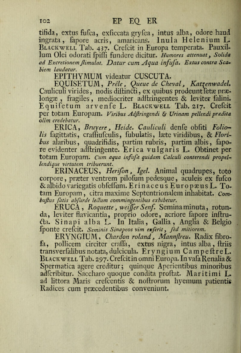 tifida, extus fufca, exficcata gryfea, intus alba, odore haud ingrata , fapore acris, amaricans. Inula H e 1 e n i u m L. Blackwell Tab. 437. Crefcit in Europa temperata. Pauxil- lum Olei odorati fpiffi fundere dicitur. Humores attenuat, Solida ad Excretionern Jlimulat. Datur cum Aqua itifuja. Extus contra Sca- biem laudatur. EPITHYMUM videatur CUSCUTA. EQUISETUM, Prele, Queue de Cheval, Katfenwadel. Cauliculi virides, nodis dillindi, ex quibus prodeunt fetae prae- longae , fragiles, mediocriter adftringentes & leviter falini. Equifetum arvenfe L. Blackwell Tab. 217. Crefcit per totam Europam. Viribus Adjlringendi & Urinam pellendi pr&dita olim credebatur. ERICA, Bruyere, Heide. Cauliculi denfe obfiti Folio- lis fagittatis, cralliufculis, Tubulatis, lxte viridibus, & Flori- bus alaribus, quadrifidis, partim rubris, partim albis, fapo- re evidenter adllringente. Erica vulgaris L. Obtinet per totam Europam. Cum aqua infufz quidam Calculi conterendi propel- lendi que virtutem tribuerunt. ERINACEUS, Flerifon, Igel. Animal quadrupes, toto corpore, praeter ventrem pilofum pedesque, aculeis ex fufeo & albido variegatis obfelfum. ErinaceusEuropxusL. To- tam Europam , citra maxime Septentrionalem inhabitat. Com- bujlus fatis abfurde leclum commingentibus exhibetur. ERUCA, Roquette j weijfer Senf. Semina minuta, rotun- da, leviter flavicantia, proprio odore, acriore fapore inftru- <fia. Sinapi alba L. In Italia, Gallia, Anglia & Belgio fponte crefcit. Seminis Sinapeos vim exferit, fed mitiorem. ERYNGIU M, Chardon roland , Mannflreu. Radix fibro- fa, pollicem circiter crafia, extus nigra, intus alba, Uriis transverfalibusnotata,dulcicula. Eryngium CampeftreL. Blackwell Tab. 297. Crefcit in omni Europa. In vafa Renalia & Spermatica agere creditur; quinque Aperientibus minoribus adferibitur. Saccharo quoque condita proflat. Maritimi L. ad littora Maris crefcentis & noftrorum hyemum patientis Radices cum praecedentibus conveniunt.