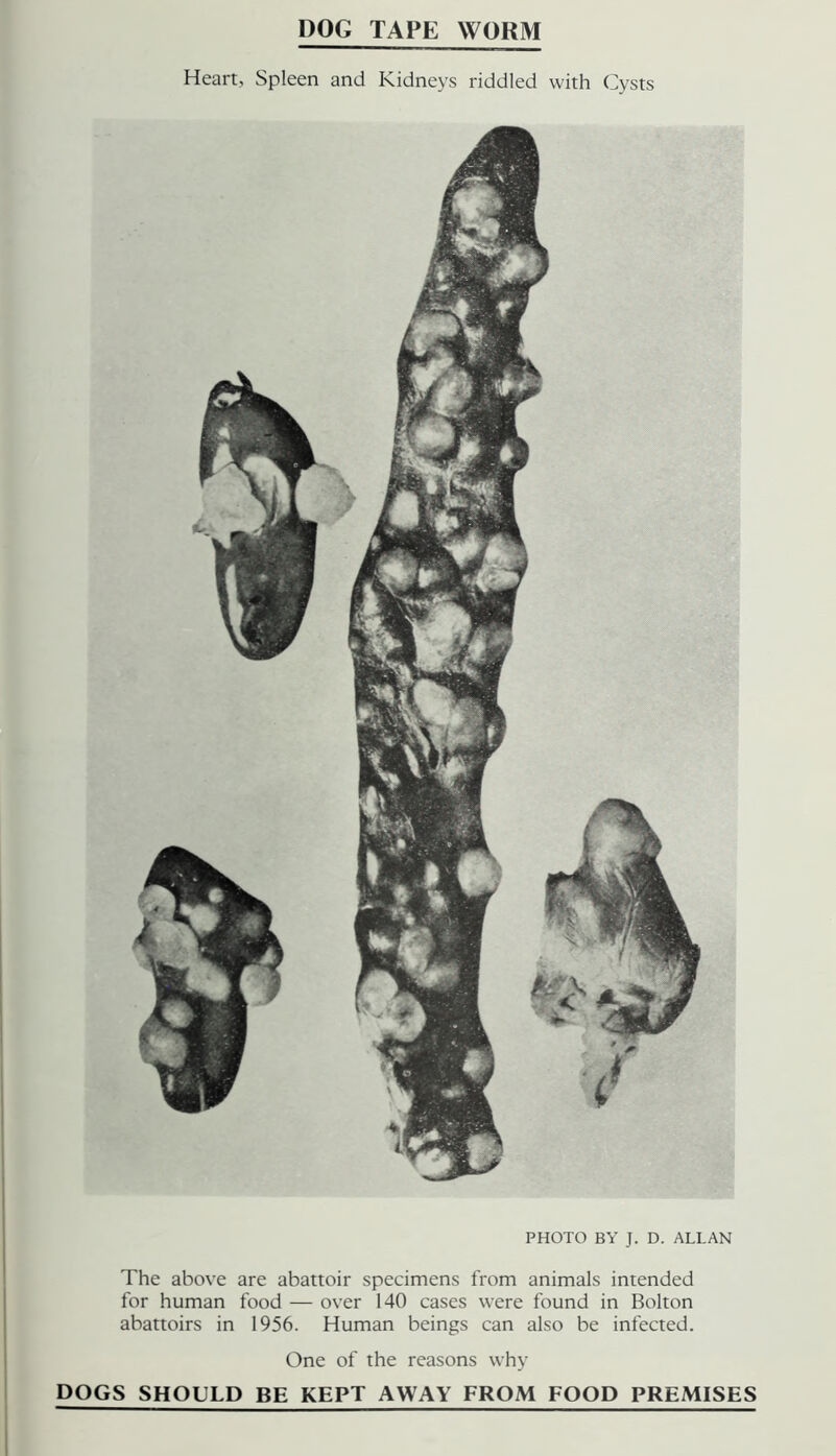 DOG TAPE WORM Heart, Spleen and Kidneys riddled with Cysts PHOTO BY J. D. ALLAN The above are abattoir specimens from animals intended for human food — over 140 cases were found in Bolton abattoirs in 1956. Human beings can also be infected. One of the reasons why DOGS SHOULD BE KEPT AWAY FROM FOOD PREMISES