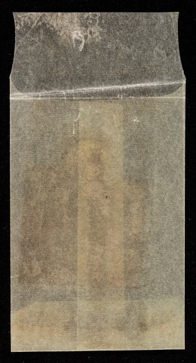 [Ivy Leaf Corn Silk].
