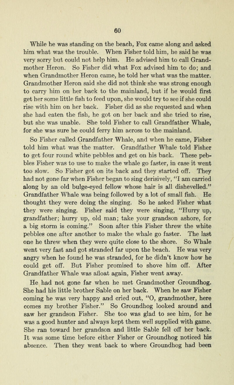 While he was standing on the beach, Fox came along and asked him what was the trouble. When Fisher told him, he said he was very sorry but could not help him. He advised him to call Grand- mother Heron. So Fisher did what Fox advised him to do; and when Grandmother Heron came, he told her what was the matter. Grandmother Heron said she did not think she was strong enough to carry him on her back to the mainland, but if he would first get her some little fish to feed upon, she would try to see if she could rise with him on her back. Fisher did as she requested and when she had eaten the fish, he got on her back and she tried to rise, but she was unable. She told Fisher to call Grandfather Whale, for she was sure he could ferry him across to the mainland. So Fisher called Grandfather Whale, and when he came, Fisher told him what was the matter. Grandfather Whale told Fisher to get four round white pebbles and get on his back. These peb- bles Fisher was to use to make the whale go faster, in case it went too slow. So Fisher got on its back and they started off. They had not gone far when Fisher began to sing derisively, “1 am carried along by an old bulge-eyed fellow whose hair is all dishevelled.’’ Grandfather Whale was being followed by a lot of small fish. He thought they were doing the singing. So he asked Fisher what they were singing. Fisher said they were singing, “Hurry up, grandfather; hurry up, old man; take your grandson ashore, for a big storm is coming.” Soon after this Fisher threw the white pebbles one after another to make the whale go faster. The last one he threw when they were quite close to the shore. So Whale went very fast and got stranded far upon the beach. He was very angry when he found he was stranded, for he didn’t know how he could get off. But Fisher promised to shove him off. After Grandfather Whale was afloat again, Fisher went away. He had not gone far when he met Grandmother Groundhog. She had his little brother Sable on her back. When he saw Fisher coming he was very happy and cried out, “0, grandmother, here comes my brother Fisher.” So Groundhog looked around and saw her grandson Fisher. She too was glad to see him, for he was a good hunter and always kept them well supplied with game. She ran toward her grandson and little Sable fell off her back. It was some time before either Fisher or Groundhog noticed his absence. Then they went back to where Groundhog had been