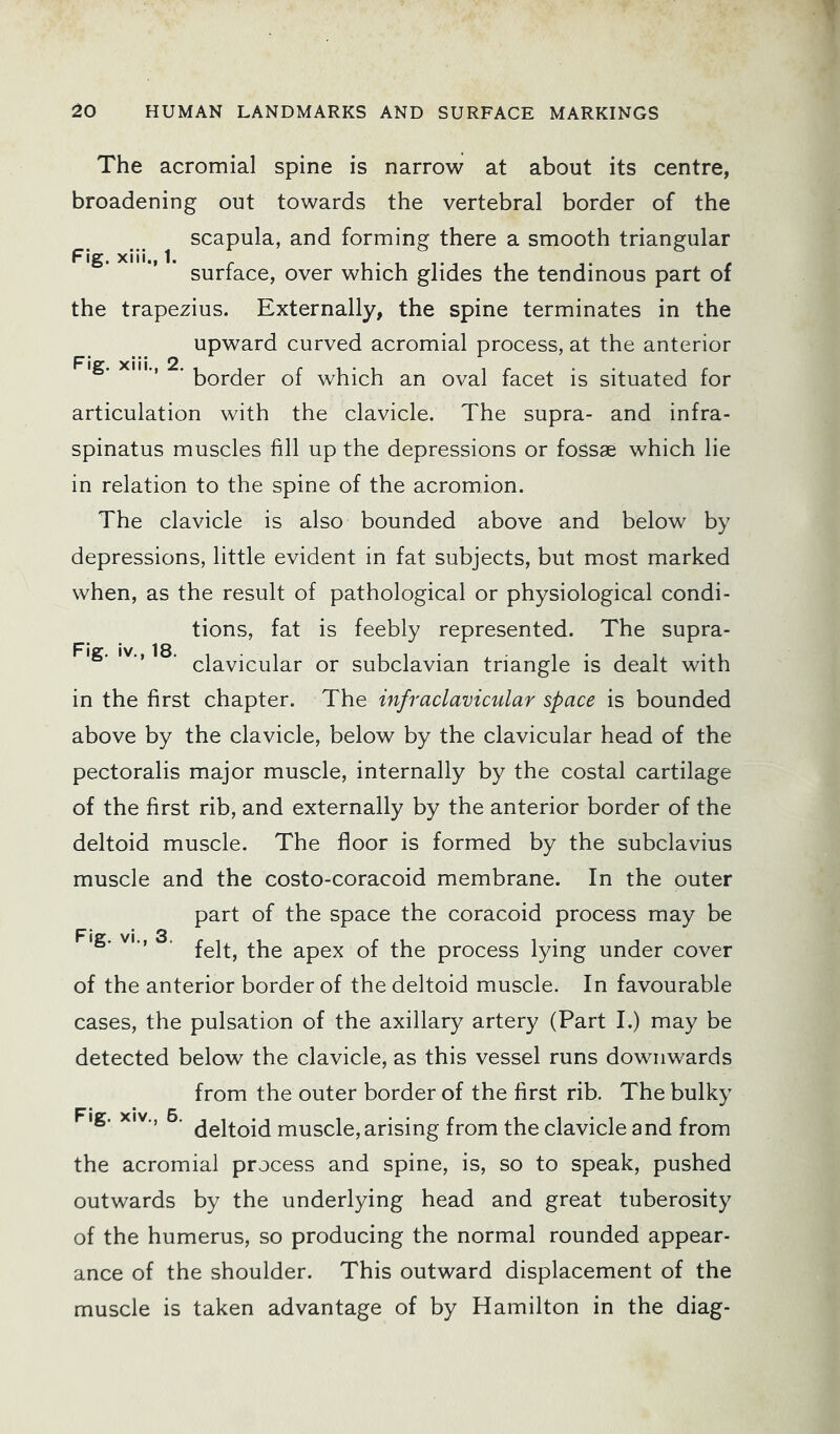 Fig. xiii., 1. Fig. iv., 18. The acromial spine is narrow at about its centre, broadening out towards the vertebral border of the scapula, and forming there a smooth triangular surface, over which glides the tendinous part of the trapezius. Externally, the spine terminates in the upward curved acromial process, at the anterior Fig. XIII., 2. which an oval facet is situated for articulation with the clavicle. The supra- and infra- spinatus muscles fill up the depressions or fossae which lie in relation to the spine of the acromion. The clavicle is also bounded above and below by depressions, little evident in fat subjects, but most marked when, as the result of pathological or physiological condi- tions, fat is feebly represented. The supra- clavicular or subclavian triangle is dealt with in the first chapter. The infraclavimlar space is bounded above by the clavicle, below by the clavicular head of the pectoralis major muscle, internally by the costal cartilage of the first rib, and externally by the anterior border of the deltoid muscle. The floor is formed by the subclavius muscle and the costo-coracoid membrane. In the outer part of the space the coracoid process may be felt, the apex of the process lying under cover of the anterior border of the deltoid muscle. In favourable cases, the pulsation of the axillary artery (Part I.) may be detected below the clavicle, as this vessel runs downwards from the outer border of the first rib. The bulky Fig. XIV., 6. muscle, arising from the clavicle and from the acromial process and spine, is, so to speak, pushed outwards by the underlying head and great tuberosity of the humerus, so producing the normal rounded appear- ance of the shoulder. This outward displacement of the muscle is taken advantage of by Hamilton in the diag- Fig. vi., 3.