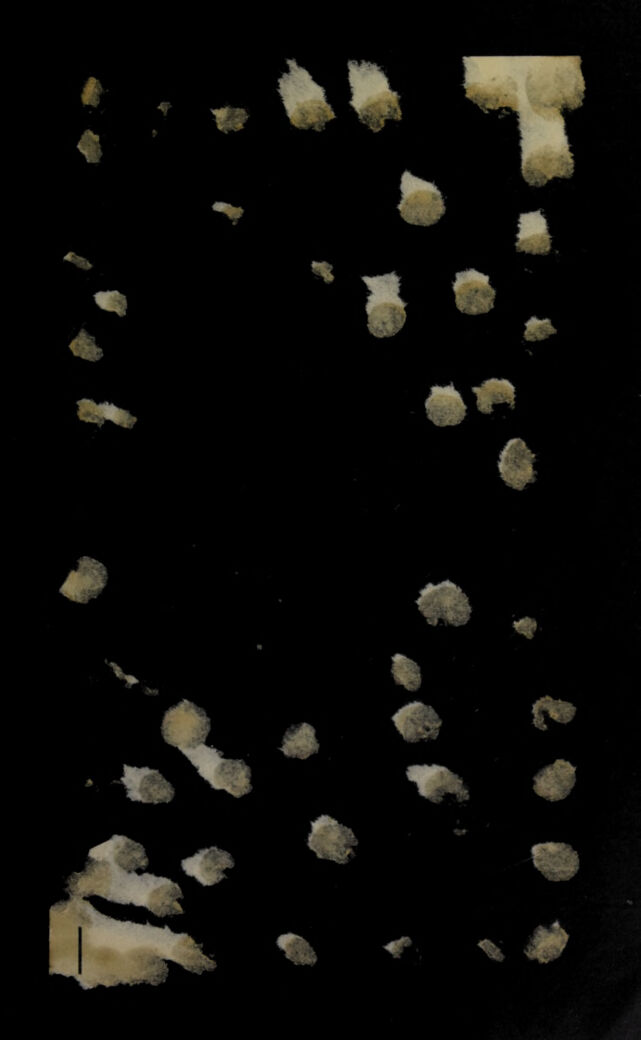 digitised image 3