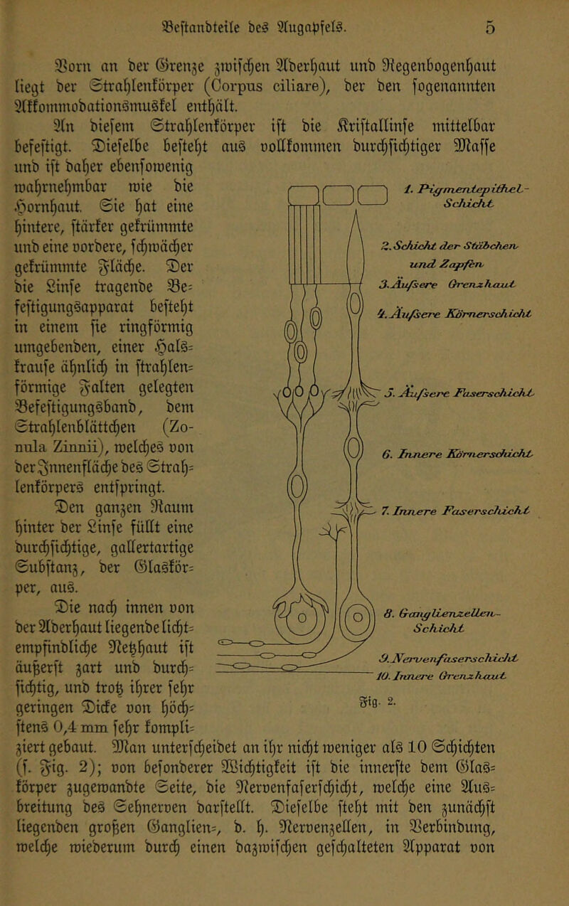 33oru an ber ©renje jinifd^en 2tbert)aut unb Siegenbogentjaut liegt ber Stral^Ientürper (Corpus ciliare), ber ben fogenannten 9(ffoimnobationömu§leI enthält. 3(n biefem ©tral^lenförper ift bie ^^riftalUnfe mittelbar befeftigt. SDiefelbe beftel^t aul notttommen burd[;firf;tiger 5[Raffe unb i[t balier ebenforoenig aa /. PifffrveniepifftcL- SchicM, Z. Schicht der Stähcheriy und Zapfen. 3.jiu/sere OrenjzhcLut ii.Äu/sere JQfmerschieht Äu/sere Paserschieht- roa^rnet)mbar roie bie .'lorn^aut, ©ie l^at eine Hintere, ftärfer gefrümmte nnb eine norbere, fd^mäd^er gelrümmte ^-läd^e. ®er bie Sinfe tragenbe 93e: feftigunglapparat be[tel^t in einem fie ringförmig umgebenben, einer §al§= franfe äfjnlid^ in ftra^Icn= förmige fyalten gelegten Sefeftigunglbanb, bem ©tra^Ienblättd^en (Zo- nula Zinnii), rDetd[;eö non ber^nnenfläd^e bei ©tral}= lenförperl entfpringt. ®en ganjen 9laum l)inter ber Sinfe füllt eine burd^fic^tige, gallertartige ©ubftanj, ber ®la§!ör= per, anl. ®ie nad^ innen non ber 2lberl)aut liegenbe lid^t= empfinblid^e 9?e§E)aut ift äuperft gart unb burd^= fic^tig, unb trofe il)rer fe^r geringen ®idle non ^öd^; ftens 0,4 mm fel)r fomplU giert gebaut. 3Jlan unterfcl;eibet an il)r nid^t ineniger all 10 ©d^id^ten (f. f^ig. 2); non befonberer SBid^tigleit ift bie innerfte bem ®lal= förper gugeroanbte ©eite, bie 9^ernenfaferfdl;id^t, roeldl;e eine 2lul= breitung bei ©eljneroen barftellt. ®ie)elbe ftel)t mit ben gunäd^ft liegcnben großen @anglien=, b. 5Reroengellen, in 33erbinbung, roelc^e rcieberum burd^ einen bagroifd^en gefclialteten 9tpparot non S. Innere Khmerschicht. 7. InJterre Fouserschicfid 8. Scai^lLenzeWnu- Schicht Si.Ifervenfajier.schicht. iO. Innere Orcnzhmit gifl- 2.