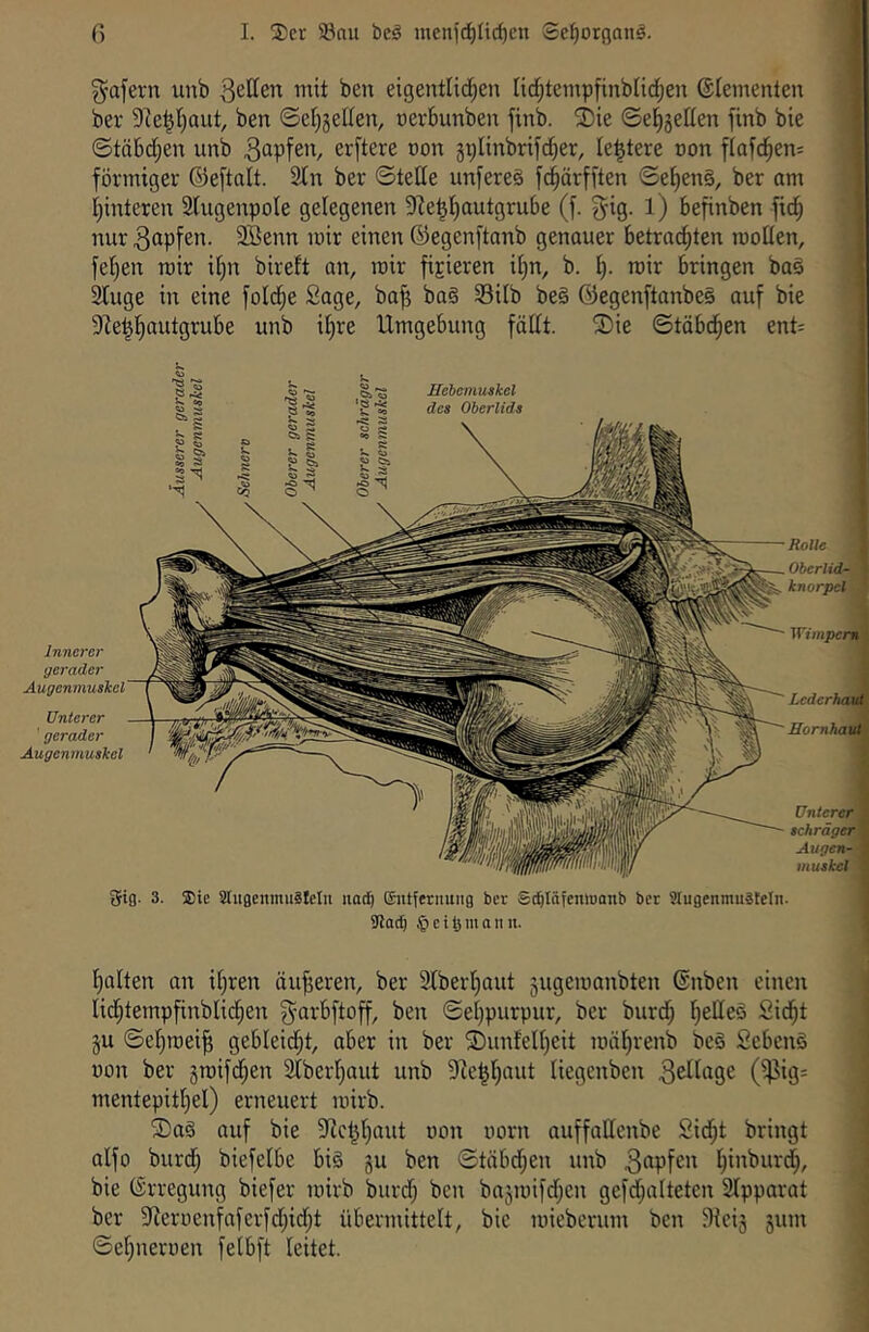 gafern unb n^it ben eigentUd;en lidjtempfinbfid^en ©lementeu ber 9^e^I)aut, ben ©e[)jel(en, oerbunben finb. ®ie ©el^5el(en finb bie ©täbd;en unb elftere oon gt;Iinbrifd)er, le^tere non flafd^eni förmiger ©eftalt. 2tn ber ©teile unfereö f^ärfften ©el)en§, ber am i;interen Slugenpole gelegenen Sie^Ijautgrube (f. ^ig. l) befinben ftdj nur Söenn mir einen ©egenftanb genauer betrad)ten mollen, feilen mir il)n bireft an, mir fixieren il)n, b. mir bringen ba§ Sluge in eine fold^e Sage, ba^ ba§ Silb be§ ©egenftanbeS auf bie 9ie^l^autgrube unb i^re Umgebung fällt. 2)ie ©töbd^en ent^ Innerer gerader Augenmuskel Unterer 'gerader Augenmuskel Uebemuskcl des Oberlids ‘e •d Rolle OberlidA knorpel] Lederhau Hornhaut Unterer schräger Augen- muskel^ Orig. 3. $ie Slugeitmuälelu imt^ ©ittfernung ber Sc^Iöfcmuanb ber Slugenmuätelii. 1 9Jac^ § c t i3 m a n u. e Iialten an il^ren äußeren, ber 3IberI)aut 5ugemanbten ©nben einen lid^tempfinblid^en g-arbftoff, ben ©et)purpur, ber burdj IjeUeö Sid^t §u ©elimei^ gebleid;t, aber in ber ®unlell)eit mäljrenb be§ SebenS von ber jroift^en 2IberI)aut unb DZe^Ijaut liegenben (^‘9= mentepitliel) erneuert mirb. ®aö auf bie 5Iict^I)aut oon oorn auffadenbe Sidjt bringt aifo burd^ biefelbe bi§ gu ben ©täbd;en unb l^inburd), bie ©rregung biefer mirb burdj ben bajmifd^en gefd;alteten 2Ipparat ber 9ieroenfaferfd;idjt übermittelt, bie mieberum ben ^icig gum ©el^neroen felbft leitet.