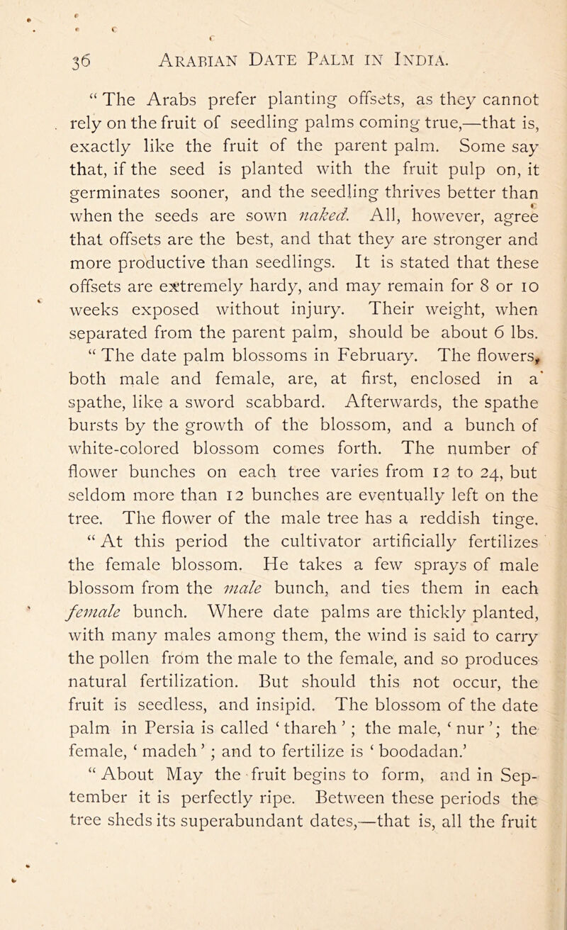 “ The Arabs prefer planting offsets, as they cannot rely on the fruit of seedling palms coming true,—that is, exactly like the fruit of the parent palm. Some say that, if the seed is planted with the fruit pulp on, it germinates sooner, and the seedling thrives better than when the seeds are sown naked. All, however, agree that offsets are the best, and that they are stronger and more productive than seedlings. It is stated that these offsets are extremely hardy, and may remain for 8 or lO weeks exposed without injury. Their weight, when separated from the parent palm, should be about 6 lbs. “ The date palm blossoms in February. The flowers, both male and female, are, at first, enclosed in a* spathe, like a sword scabbard. Afterwards, the spathe bursts by the growth of the blossom, and a bunch of white-colored blossom comes forth. The number of flower bunches on each tree varies from I2 to 24, but seldom more than 12 bunches are eventually left on the tree. The flower of the male tree has a reddish tinge. “ At this period the cultivator artificially fertilizes the female blossom. He takes a few sprays of male blossom from the male bunch, and ties them in each female bunch. Where date palms are thickly planted, with many males among them, the wind is said to carry the pollen from the male to the female, and so produces natural fertilization. But should this not occur, the fruit is seedless, and insipid. The blossom of the date palm in Persia is called ‘ thareh '; the male, ‘ nur the female, ‘ madeh ’ ; and to fertilize is ‘ boodadan.’ “About May the fruit begins to form, and in Sep- tember it is perfectly ripe. Between these periods the tree sheds its superabundant dates,-—that is, all the fruit