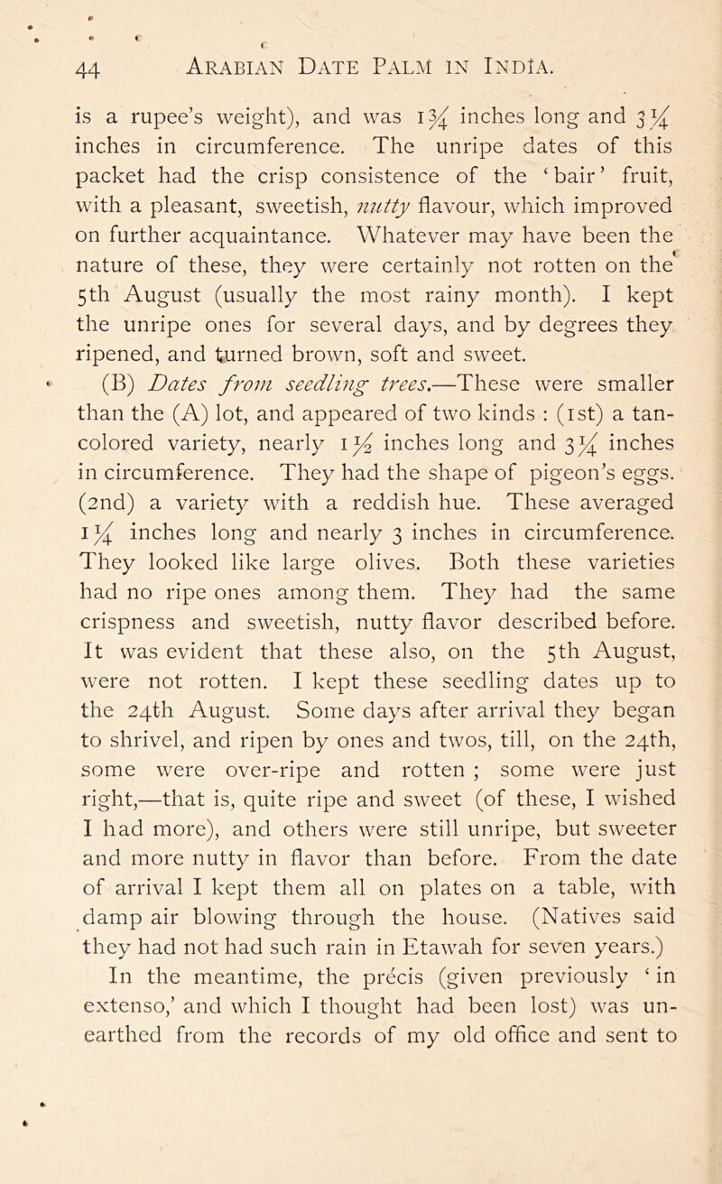 is a rupee’s weight), and was inches long and 3 inches in circumference. The unripe dates of this packet had the crisp consistence of the ‘bair’ fruit, with a pleasant, sweetish, niitty flavour, which improved on further acquaintance. Whatever may have been the nature of these, they were certainly not rotten on the 5th August (usually the most rainy month). I kept the unripe ones for several days, and by degrees they ripened, and turned brown, soft and sweet. (B) Dates from seedling trees.—These were smaller than the (A) lot, and appeared of two kinds : (ist) a tan- colored variety, nearly inches long and inches in circumference. They had the shape of pigeon’s eggs. (2nd) a variety with a reddish hue. These averaged inches long and nearly 3 inches in circumference. They looked like large olives. Both these varieties had no ripe ones among them. They had the same crispness and sweetish, nutty flavor described before. It was evident that these also, on the 5 th August, were not rotten. I kept these seedling dates up to the 24th August. Some days after arrival they began to shrivel, and ripen by ones and twos, till, on the 24th, some were over-ripe and rotten ; some were just right,—that is, quite ripe and sweet (of these, I wished I had more), and others were still unripe, but sweeter and more nutty in flavor than before. From the date of arrival I kept them all on plates on a table, with damp air blowing through the house. (Natives said they had not had such rain in Etawah for seven years.) In the meantime, the precis (given previously ‘ in extenso,’ and which I thought had been lost) was un- earthed from the records of my old offlce and sent to