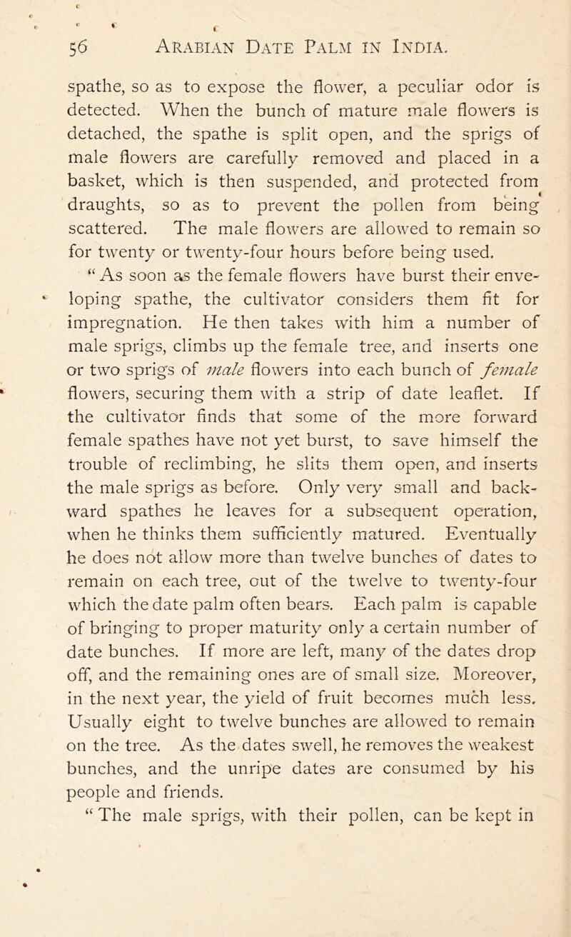 spathe, so as to expose the flower, a peculiar odor is detected. When the bunch of mature male flowers is detached, the spathe is split open, and the sprigs of male flowers are carefully removed and placed in a basket, which is then suspended, and protected from draughts, so as to prevent the pollen from being scattered. The male flowers are allowed to remain so for twenty or twenty-four hours before being used. “ As soon as the female flowers have burst their enve- loping spathe, the cultivator considers them fit for impregnation. He then takes with him a number of male sprigs, climbs up the female tree, and inserts one or two sprigs of male flowers into each bunch of female flowers, securing them with a strip of date leaflet. If the cultivator finds that some of the more forward female spathes have not yet burst, to save himself the trouble of reclimbing, he slits them open, and inserts the male sprigs as before. Only very small and back- ward spathes he leaves for a subsequent operation, when he thinks them sufficiently matured. Eventually he does not allow more than twelve bunches of dates to remain on each tree, out of the twelve to tw'enty-four which the date palm often bears. Each palm is capable of bringing to proper maturity only a certain number of date bunches. If more are left, many of the dates drop off, and the remaining ones are of small size. Moreover, in the next year, the yield of fruit becomes much less. Usually eight to twelve bunches are allowed to remain on the tree. As the dates swell, he removes the weakest bunches, and the unripe dates are consumed by his people and friends. “ The male sprigs, with their pollen, can be kept in