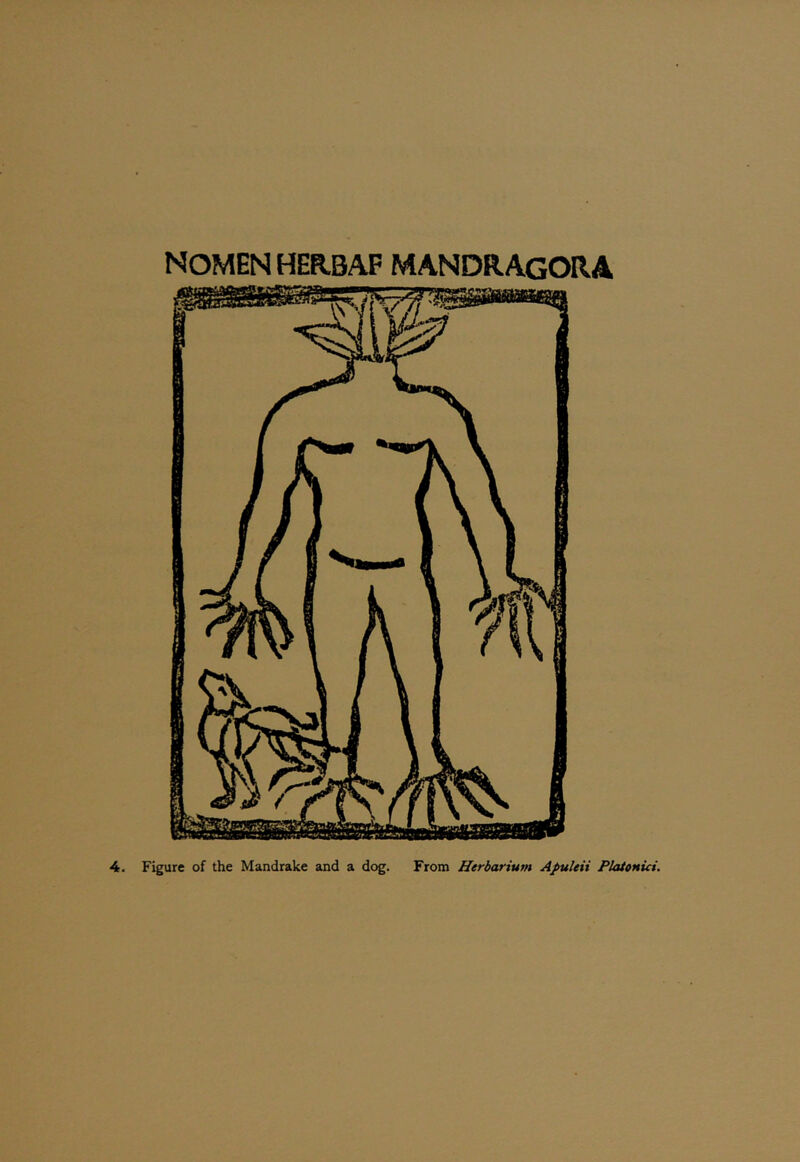 NOMEN HER.BAF MANDRAGORA 4. Figure of the Mandrake and a dog. From Herbarium Apuleii PlatonUi.