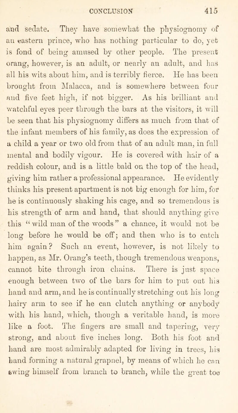 and sedate. They have somewhat the ph3^siognomy of an eastern prince, who has nothing particular to do, yet is fond of being amused by other people. The present orang, however, is an adult, or nearly an adult, and has all his wits about him, and is terribly fierce. He has been brought from JMalacca, and is somewhere between four and five feet hio'h if not bio-o-er. As his brilliant and o o o watchful eyes peer through the bars at the visitors, it will be seen that his physiognomy differs as much from that of the infant members of his family, as does the expression of a child a year or two old from that of an adult man, in full mental and bodily vigour. He is covered with hair of a reddish colour, and is a little bald on the top of the head, giving him rather a professional appearance. He evidently tliinks his present apartment is not big enough for him, for he is continuously shaking his cage, and so tremendous is his strength of arm and hcond, that should anything give this ‘Avild man of the woods” a chance, it would not be long before he would be off; and then who is to catch him again ? Such an event, however, is not likely to happen, as Mr. Orang’s teeth, though tremendous weapons, cannot bite through iron chains. There is just space enough between two of the bars for him to put out his hand and arm, and he is continually stretching out his long hairy arm to see if he can clutch anything or anybody wdth his hand, which, though a veritable hand, is more like a foot. The fingers are small and tapering, very strong, and about five inches long. Both his foot and hand are most admirably adapted for living in trees, his Land forming a natural grapnel, by means of which he can 6wing himself from branch to branch, while the great toe