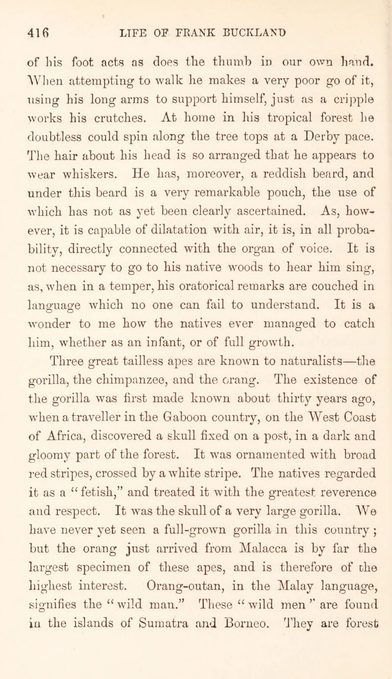 of his foot acts as does the thumb in our own hand. AVlien attempting to walk he makes a very poor go of it, using his long arms to support himself, just as a cripple works his crutches. At home in liis tropical forest he doubtless could spin along the tree tops at a Derby pace. The hair about his head is so arranged that he appears to wear whiskers. He has, moreover, a reddish beard, and under this beard is a very remarkable pouch, the use of which has not as yet been clearly ascertained. As, how- ever, it is capable of dilatation with air, it is, in all proba- bility, directly connected with the organ of voice. It is not necessary to go to his native woods to hear him sing, as, when in a temper, his oratorical remarks are couched in lano’uao’e which no one can fail to understand. It is a o o wonder to me how the natives ever managed to catch him, whether as an infant, or of full growth. Three great tailless apes are known to naturalists—tlie gorilla, the chimpanzee, and the crang. The existence of the gorilla was first made known about thirty years ago, when a traveller in the Gaboon country, on the West Coast of Africa, discovered a skull fixed on a post, in a dark and gloomy part of the forest. It was ornamented wuth broad red stripes, crossed by a white stripe. The natives regarded it as a fetish,” and treated it with the greatest reverence and respect. It was the skull of a very large gorilla. AVe have never yet seen a full-grown gorilla in this country ; but the orang just arrived from Malacca is by far the largest specimen of these apes, and is therefore of the highest interest. Orang-outan, in the Malay language, signifies the “ wild man.” These wild men ” are found in the islands of Sumatra and Borneo, fi'hey are forest