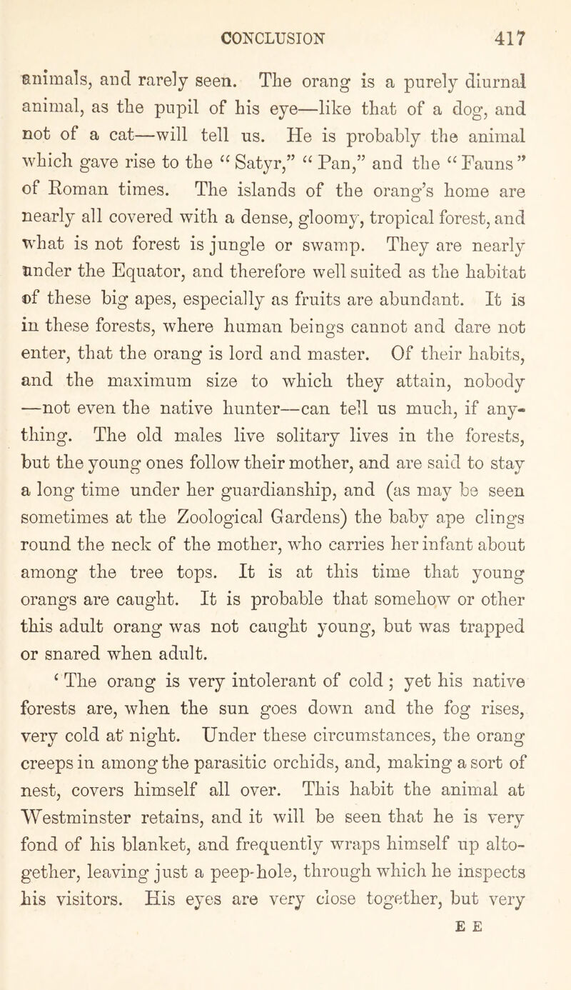 siiimals, and rarely seen. The orang is a purely diurnal animal, as the pupil of his eye—like that of a dog, and not of a cat—will tell us. He is probably the animal which gave rise to the “ Satyr,” Pan,” and the Fauns” of Roman times. The islands of the orang’s home are nearly all covered with a dense, gloomy, tropical forest, and what is not forest is jungle or swamp. They are nearly under the Equator, and therefore well suited as the habitat ©f these big apes, especially as fruits are abundant. It is in these forests, where human beings cannot and dare not enter, that the orang is lord and master. Of their habits, and the maximum size to which they attain, nobody —not even the native hunter—can tell us much, if any- thing. The old males live solitary lives in the forests, but the young ones follow their mother, and are said to stay a long time under her guardianship, and (as may be seen sometimes at the Zoological Gardens) the baby ape clings round the neck of the mother, wPo carries her infant about among the tree tops. It is at this time that young orangs are caught. It is probable that somehow or other this adult orang was not caught young, but was trapped or snared when adult. ^ The orang is very intolerant of cold ; yet his native forests are, when the sun goes down and the fog rises, very cold at night. Under these circumstances, the orang creeps in among the parasitic orchids, and, making a sort of nest, covers himself all over. This habit the animal at Westminster retains, and it will be seen that he is verv fond of his blanket, and frequently wraps himself up alto- gether, leaving just a peep-hols, through which he inspects his visitors. His eyes are very close together, but very