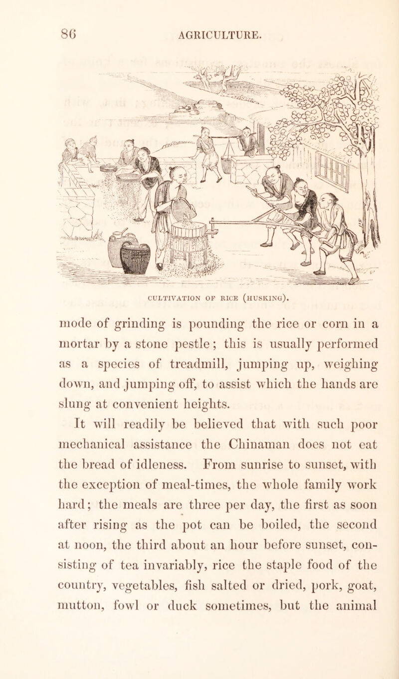 CULTIVATION OF RICE (hUSKING). mode of grinding is pounding the rice or corn in a mortar by a stone pestle; tins is usually performed as a species of treadmill, jumping up, weighing down, and jumping olf, to assist which the hands are slung at convenient heights. It will readily be believed that with such poor mechanical assistance the Chinaman does not eat the bread of idleness. From sunrise to sunset, with the exception of meal-times, the whole family work hard; the meals are three per day, the first as soon after rising as the pot can be boiled, the second at noon, the third about an hour before sunset, con- sisting of tea invariably, rice the staple food of the country, vegetables, fish salted or dried, pork, goat, mutton, fowl or duck sometimes, but the animal